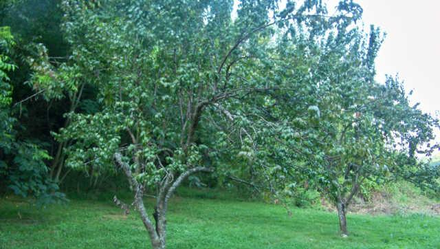 426 Rising Moon Road Mulberry, TN 37359 - Photo 10 of 12 Property has plum trees