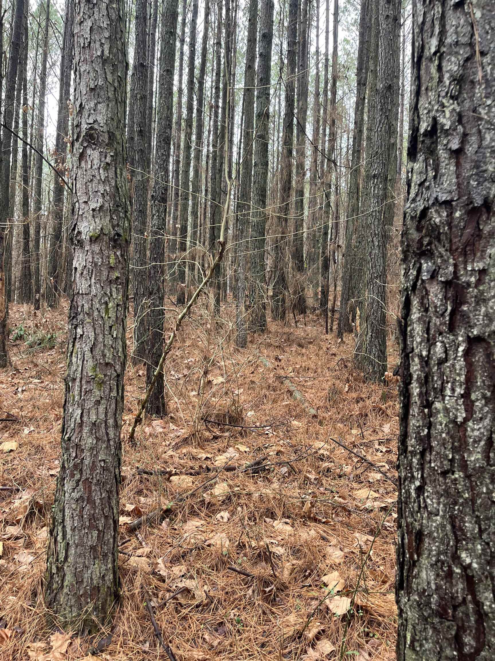 0 Cr 324 Road West Iuka, MS 38852 - Photo 5 of 10 View of woods