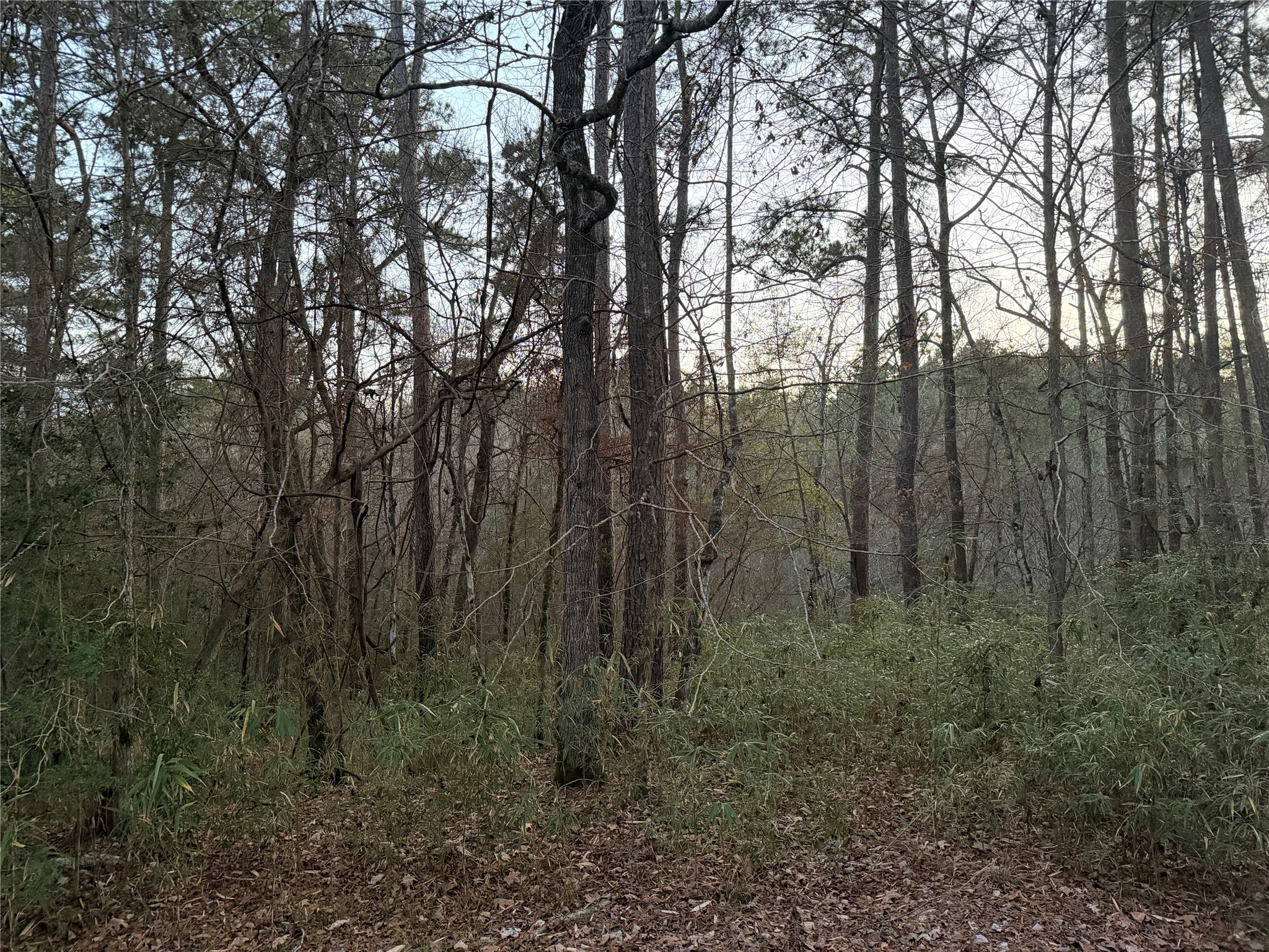 94 Green Tree Drive Coldspring, TX 77331 - Photo 3 of 8