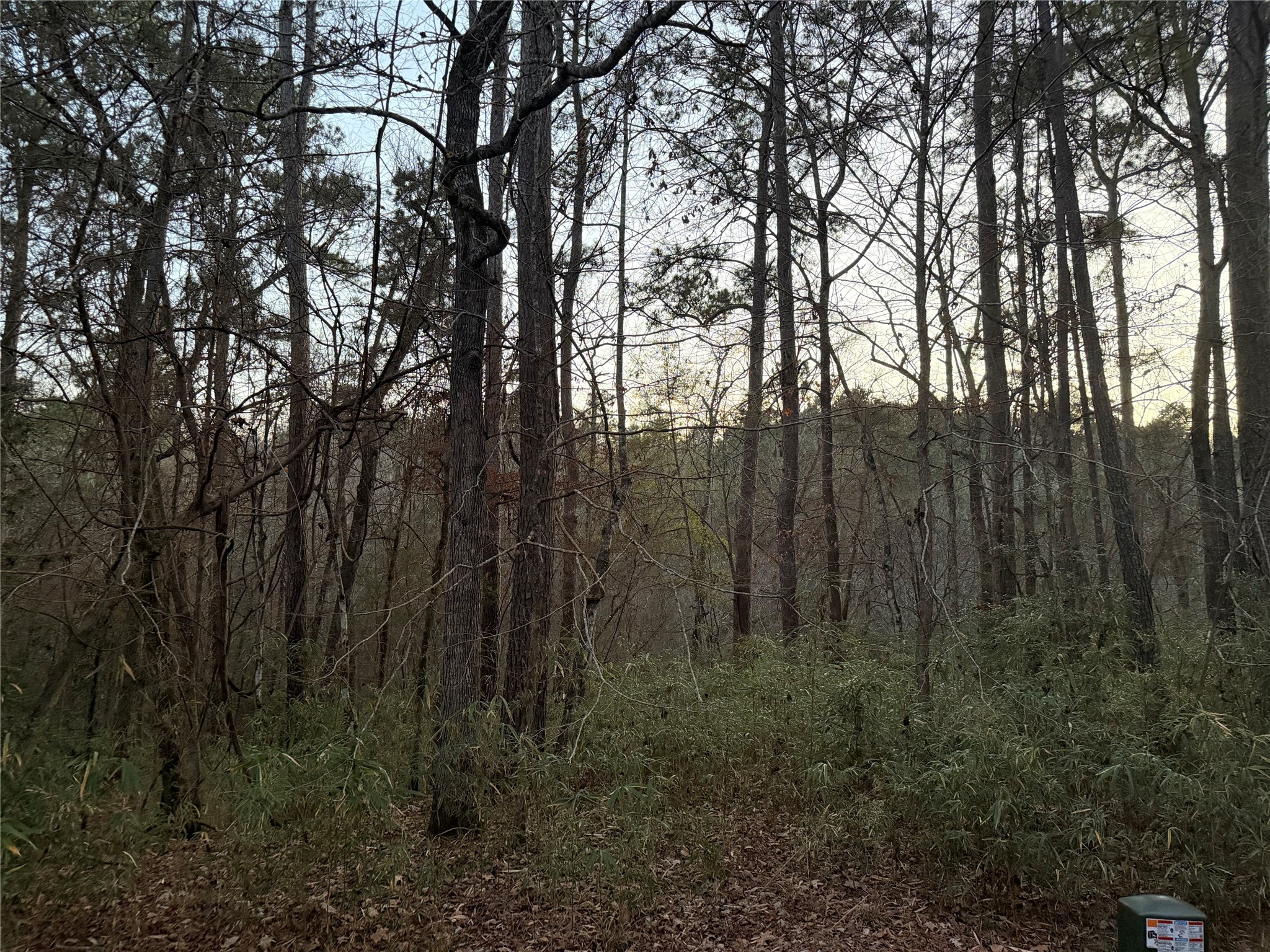 94 Green Tree Drive Coldspring, TX 77331 - Photo 4 of 8 a view of forest with trees