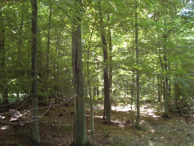 17455 19 Mile Road Leroy, MI 49655 - Photo 1 of 12 Primary Photo