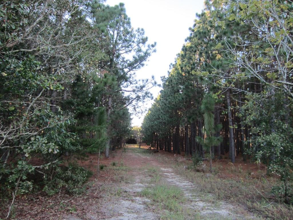 1475 Keys Pond Road Ridge Spring, SC 29129 - Photo 10 of 13