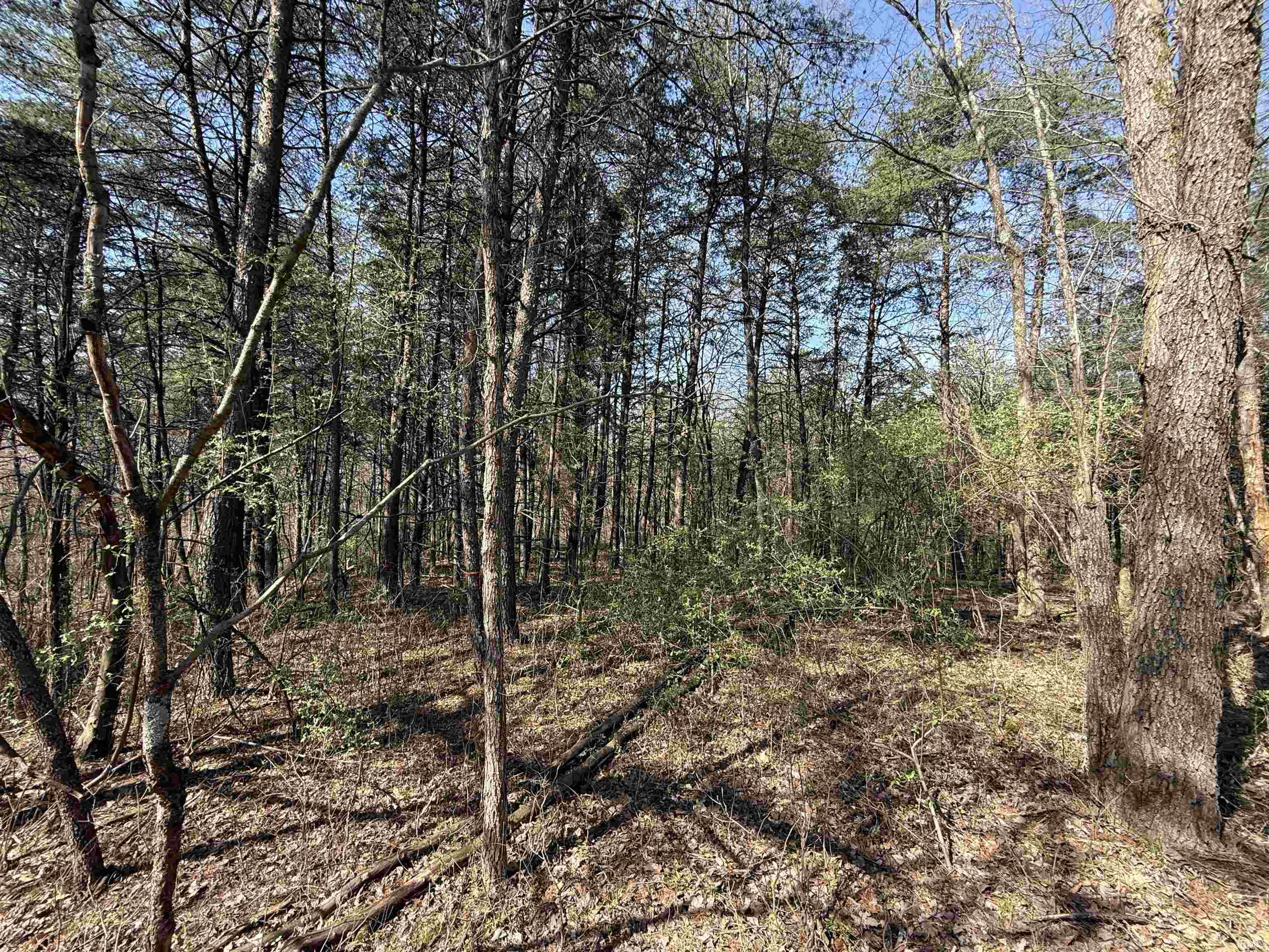 Tract 1-st Rd Tract 1-st Road Stendal, IN 47585 - Photo 17 of 36