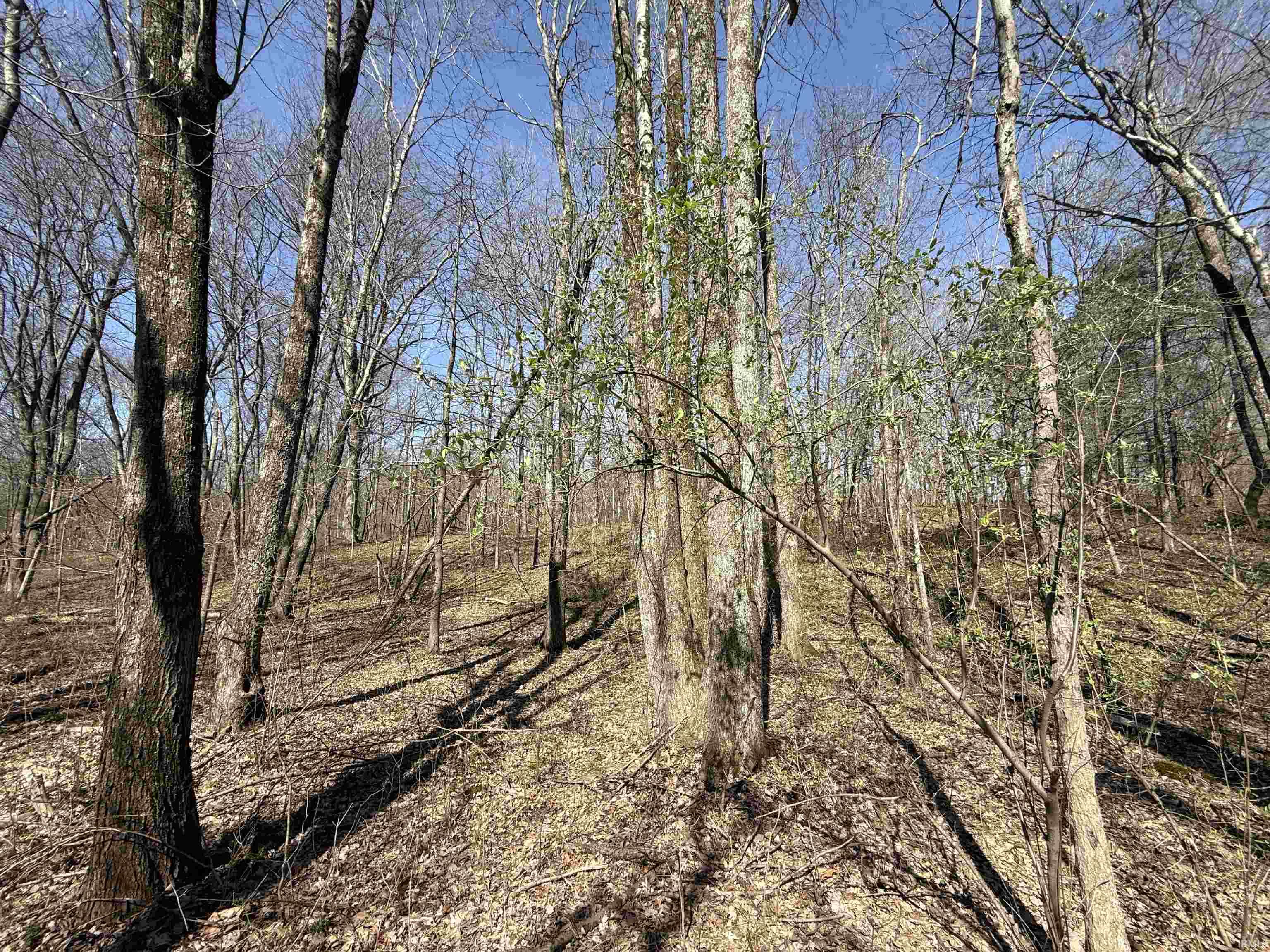 Tract 1-st Rd Tract 1-st Road Stendal, IN 47585 - Photo 5 of 36