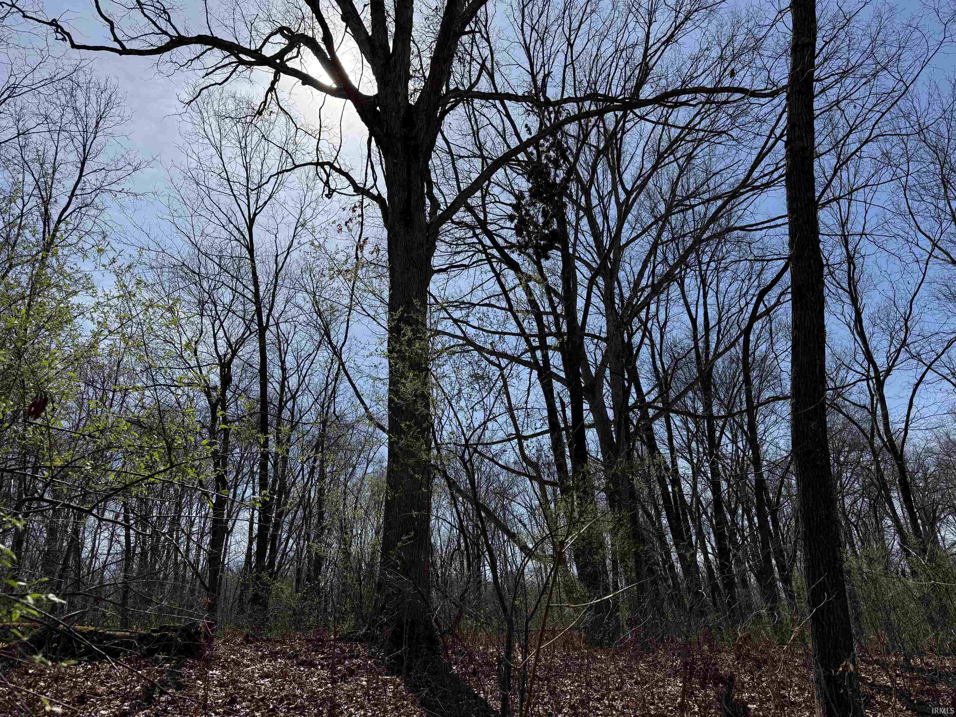 Tract 1-st Rd Tract 1-st Road Stendal, IN 47585 - Photo 6 of 36