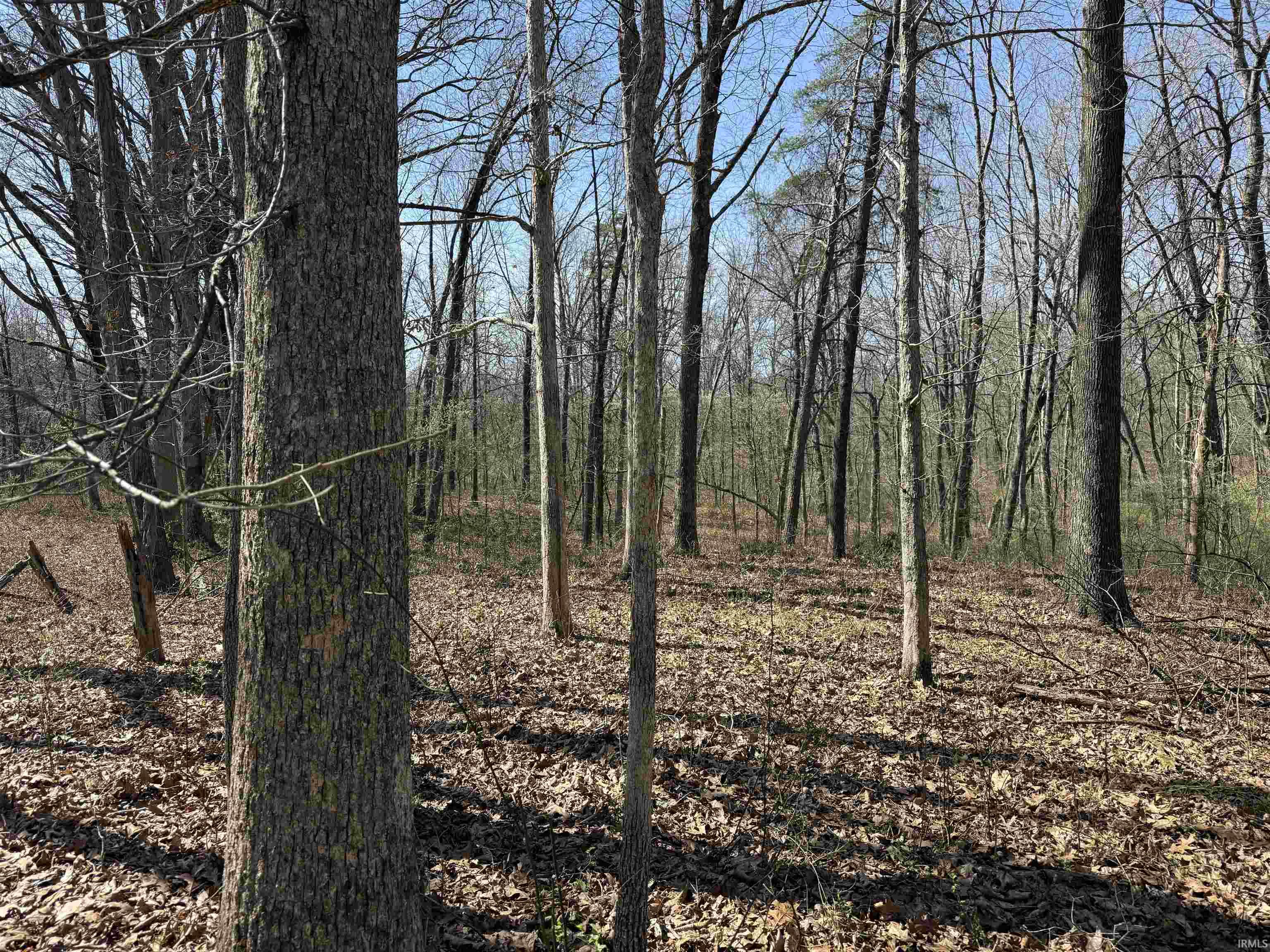 Tract 1-st Rd Tract 1-st Road Stendal, IN 47585 - Photo 8 of 36