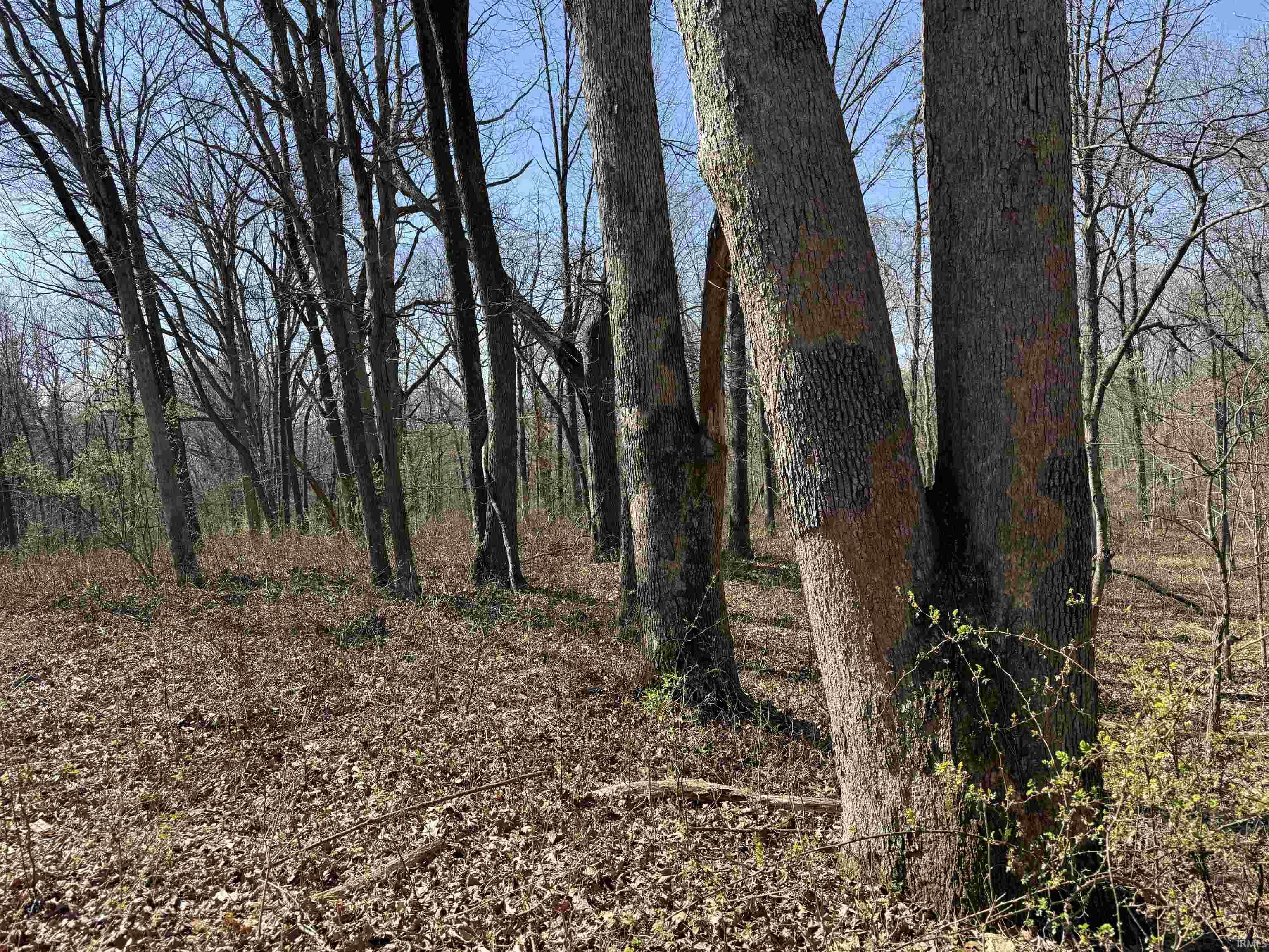 Tract 1-st Rd Tract 1-st Road Stendal, IN 47585 - Photo 9 of 36