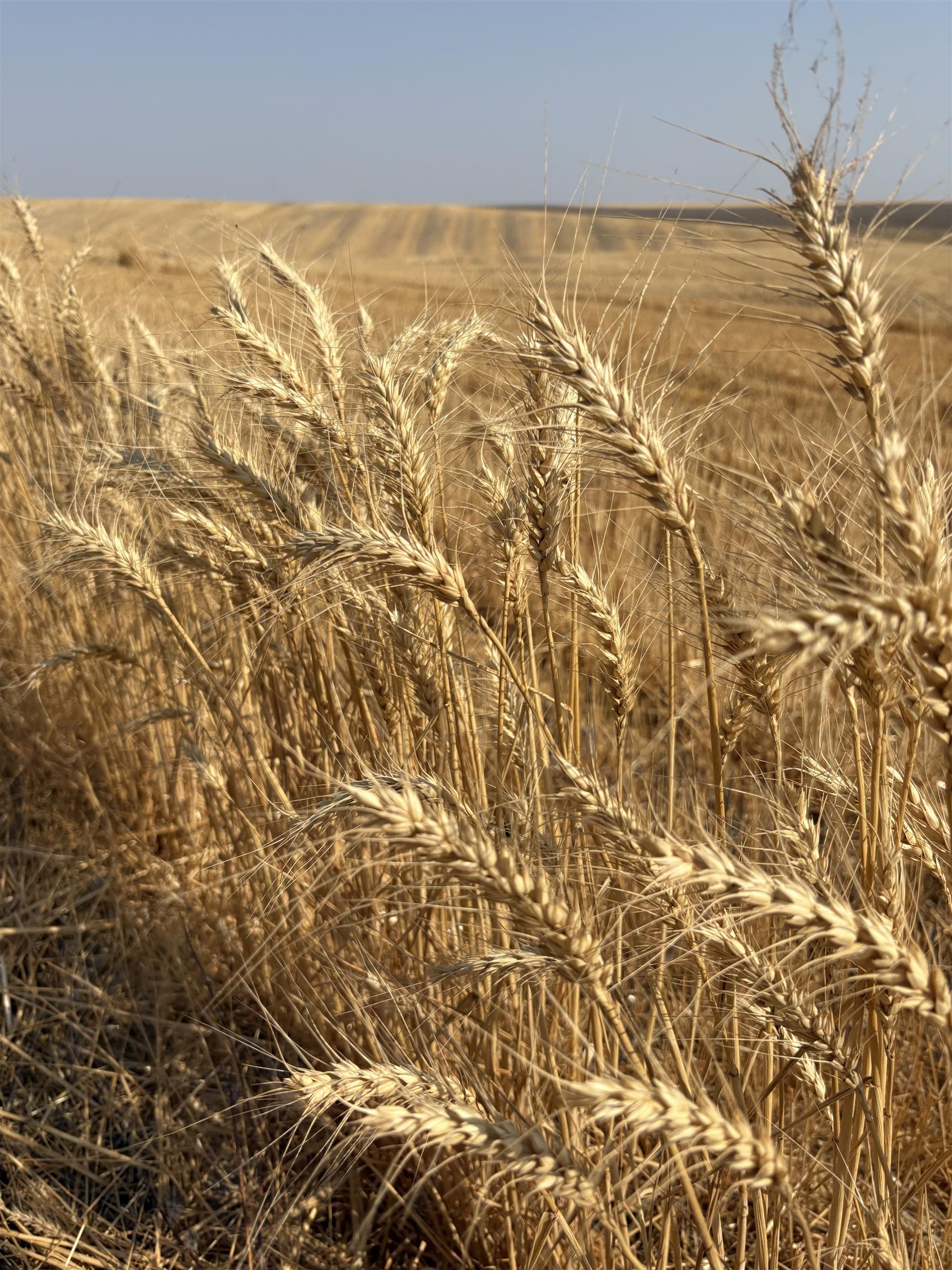 1225 Marcellus Road Ritzville, WA 99169 - Photo 42 of 44