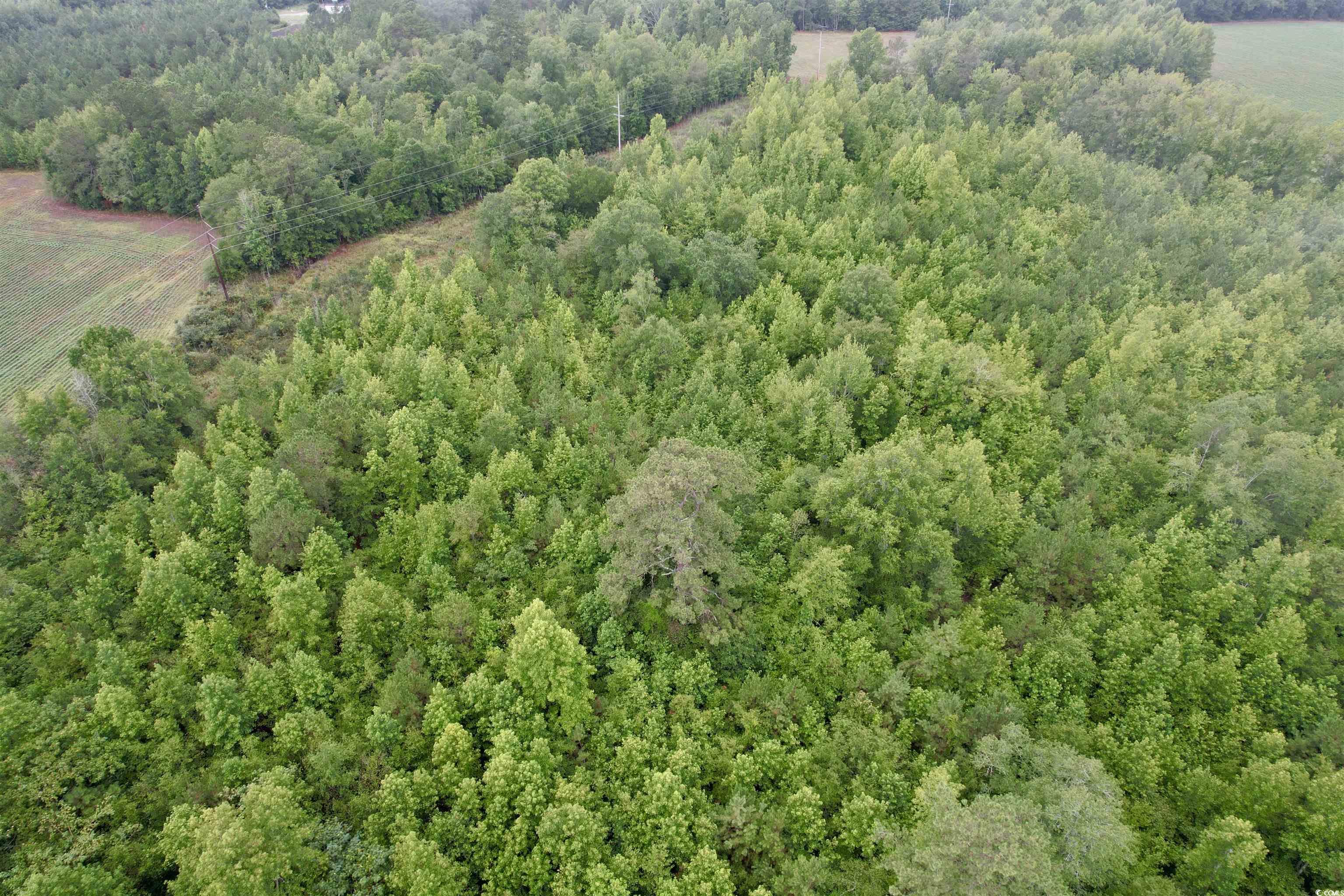 Tbd Kiwi Road Lake City, SC 29560 - Photo 4 of 11