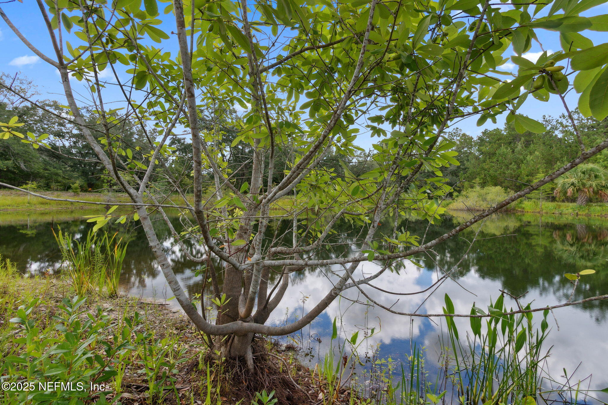 37334 Alice Street Hilliard, FL 32046 - Photo 53 of 80 a backyard of a house with lots of green space and trees