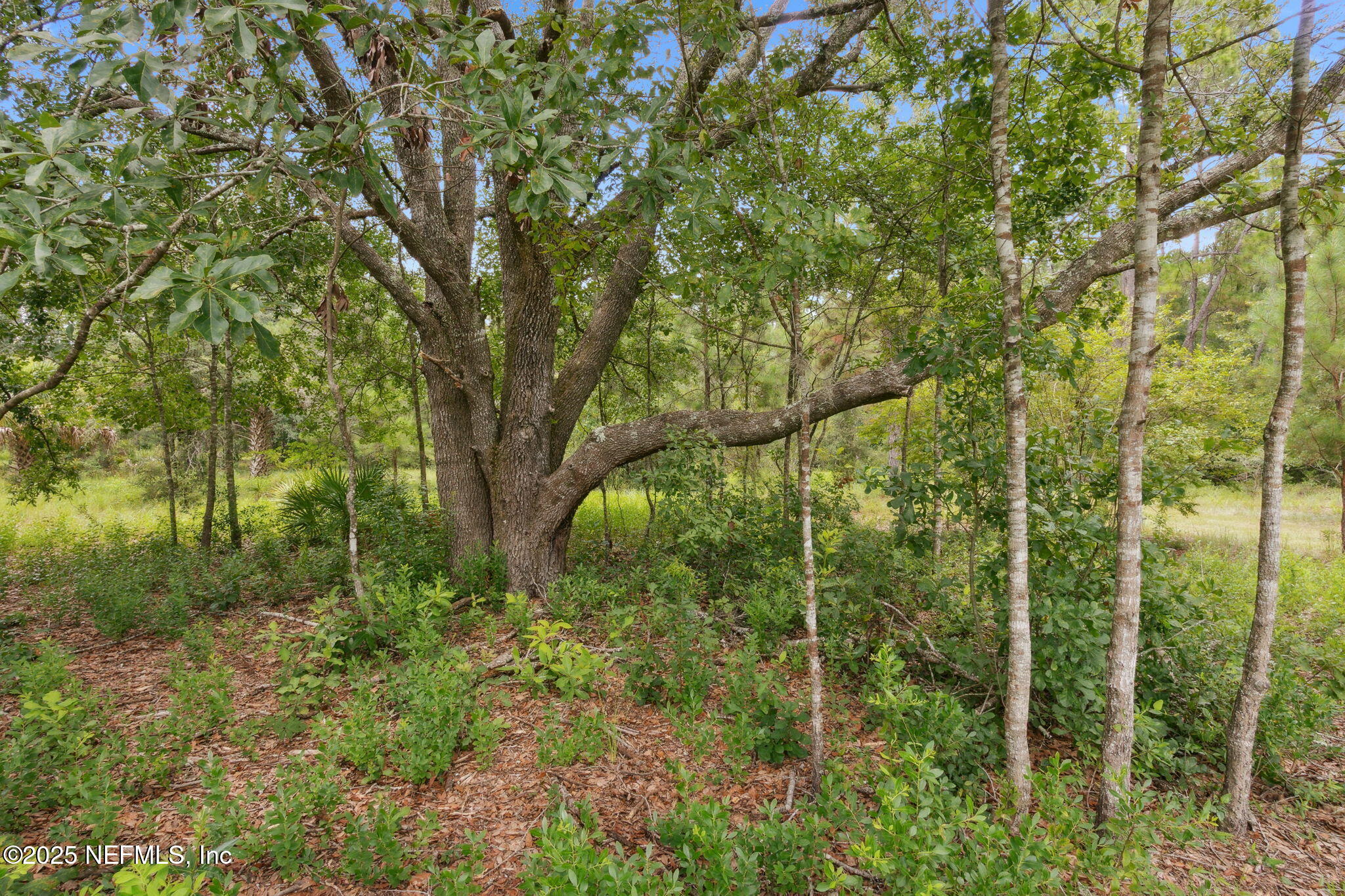 37334 Alice Street Hilliard, FL 32046 - Photo 59 of 80 Beautiful Lot