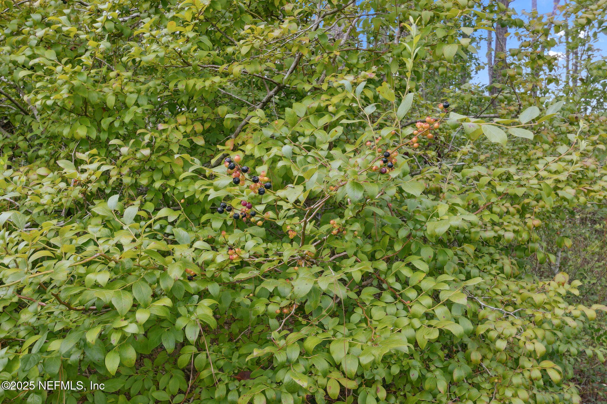 37334 Alice Street Hilliard, FL 32046 - Photo 60 of 80 Berries