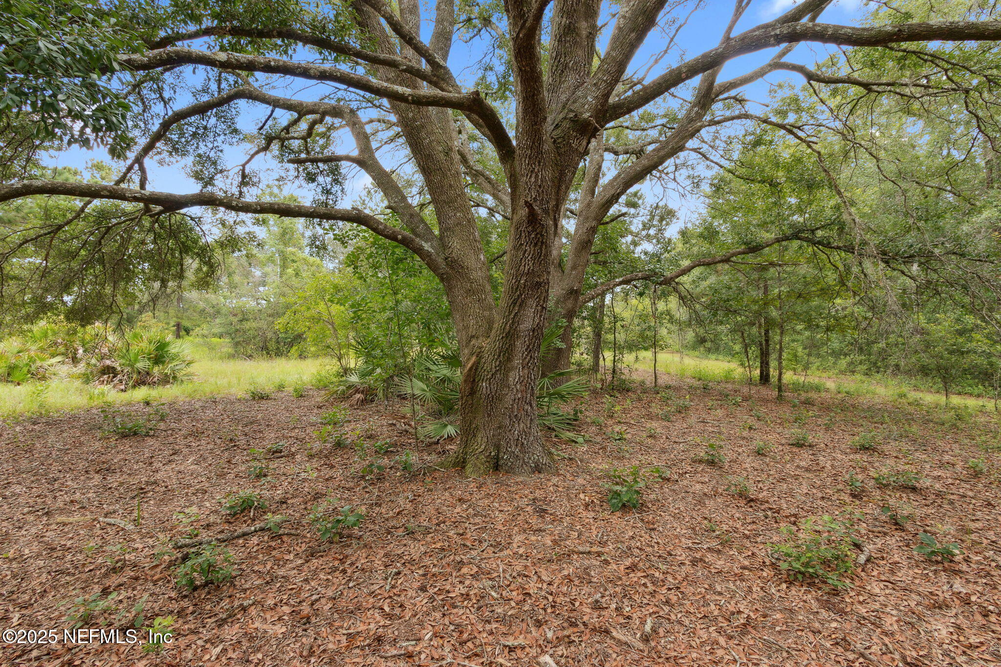 37334 Alice Street Hilliard, FL 32046 - Photo 61 of 80 a view of a yard with a tree