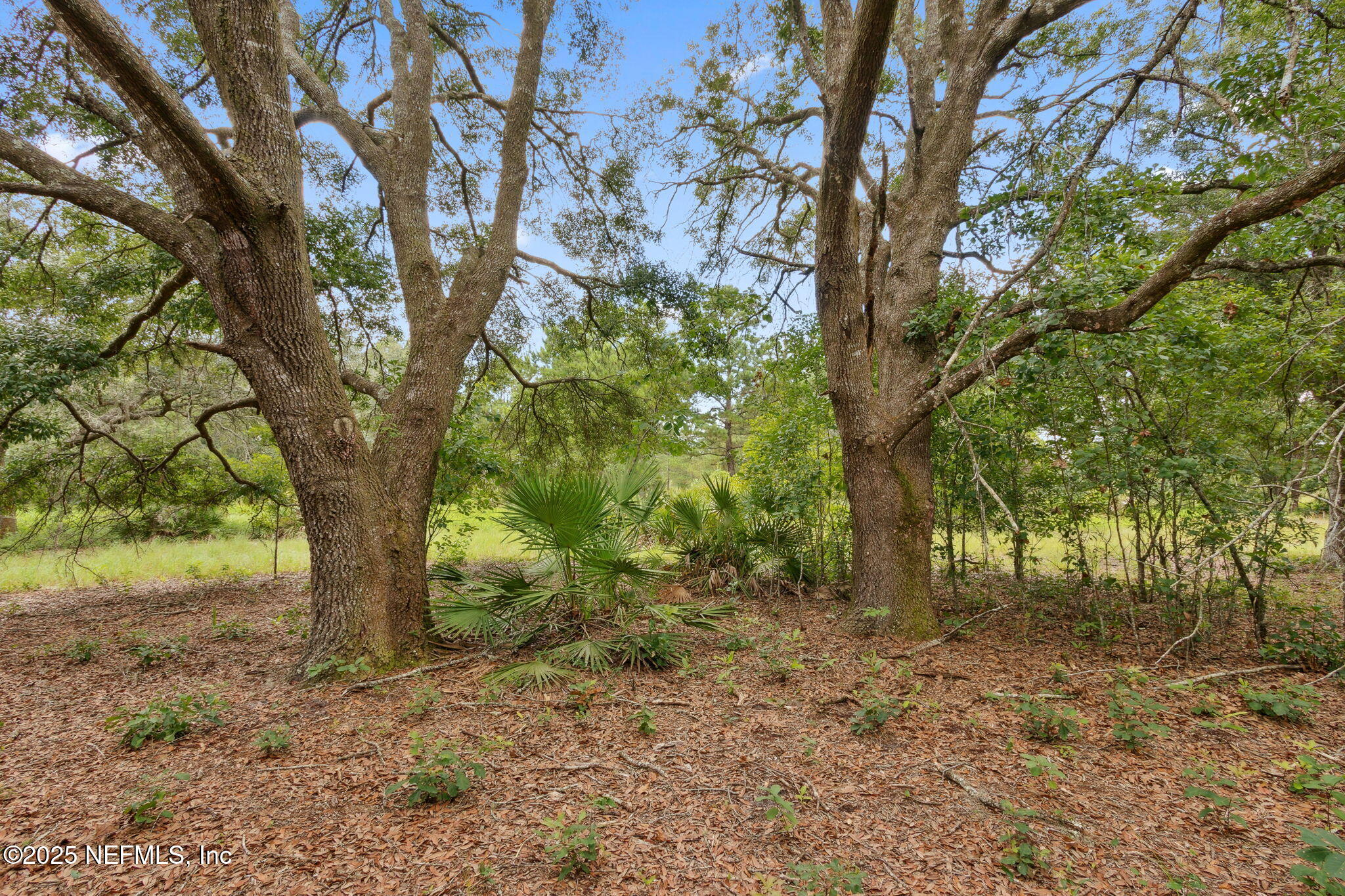 37334 Alice Street Hilliard, FL 32046 - Photo 62 of 80 a view of outdoor space with trees