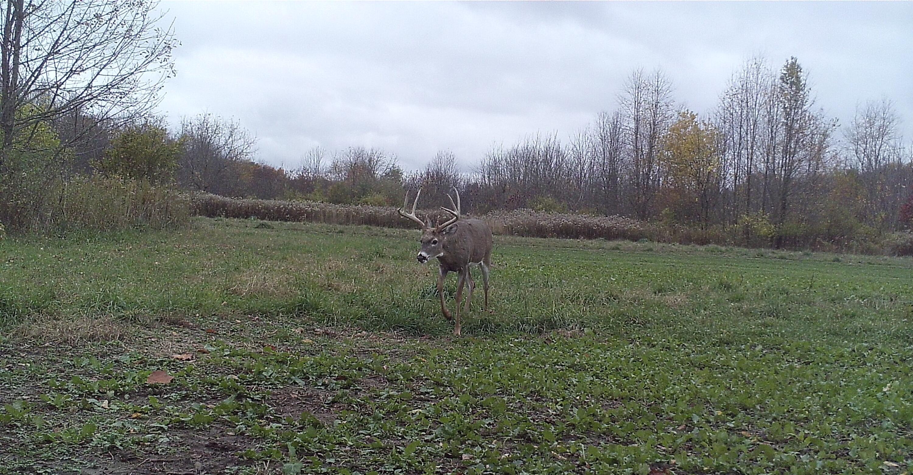 30120 Shaw Road Lawton, MI 49065 - Photo 16 of 19 farm pic 3