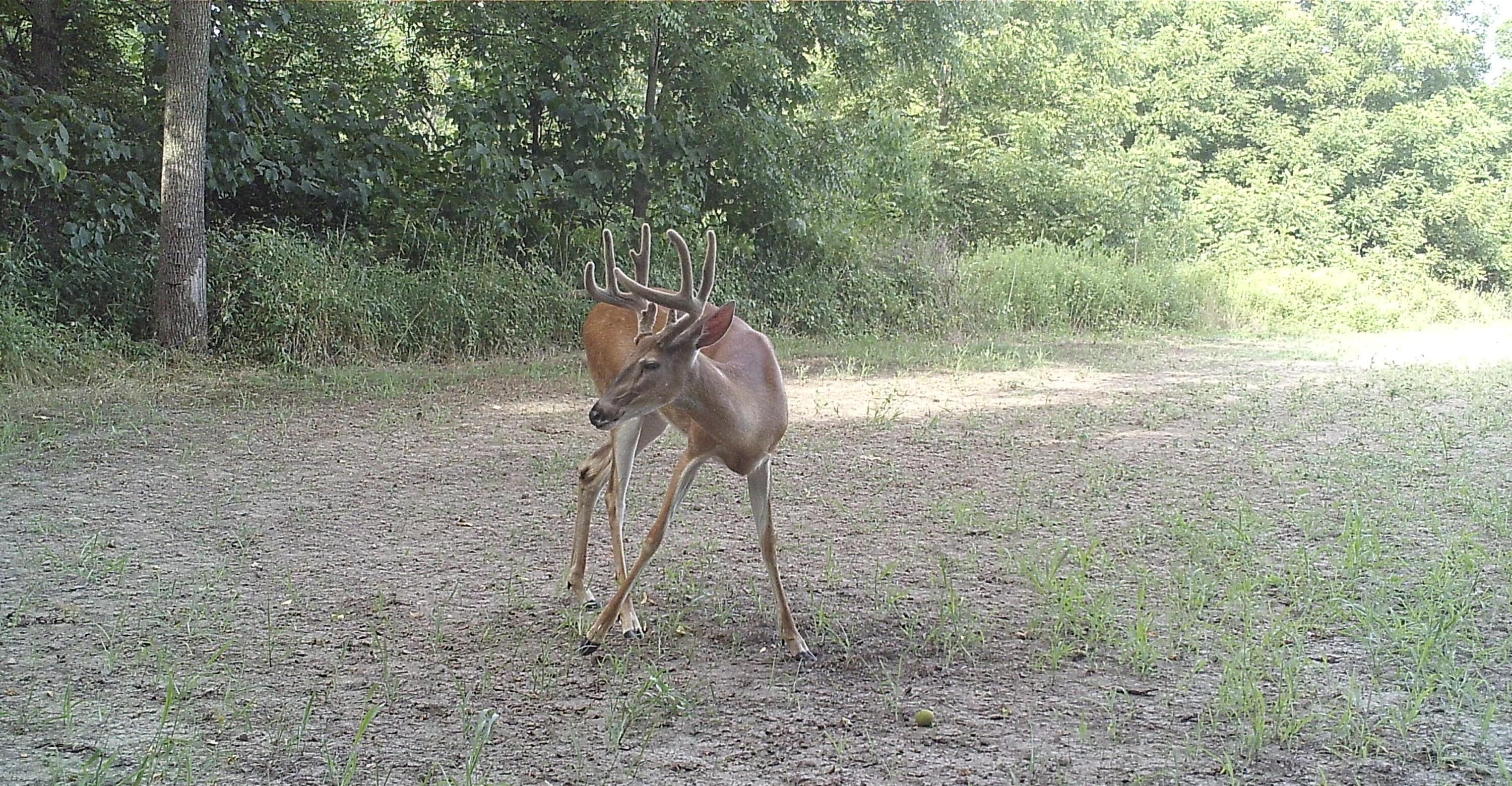 30120 Shaw Road Lawton, MI 49065 - Photo 19 of 19 farm pic 6