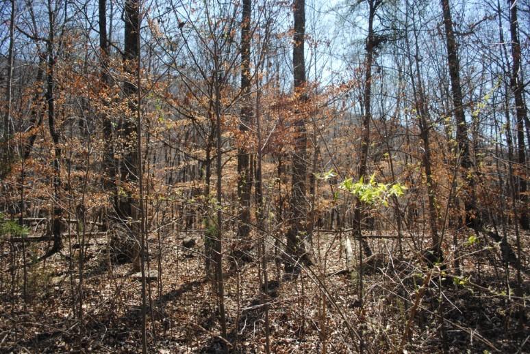 511 Newsome Gap Road Rising Fawn, GA 30738 - Photo 2 of 5 DSC_0099