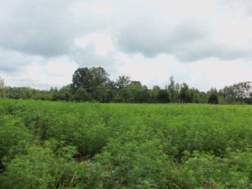 Lot 3 Baxter Road Baxter, TN 38544 - Photo 3 of 12 Additional Photo