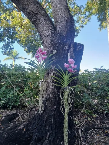 a view of a flower in a garden