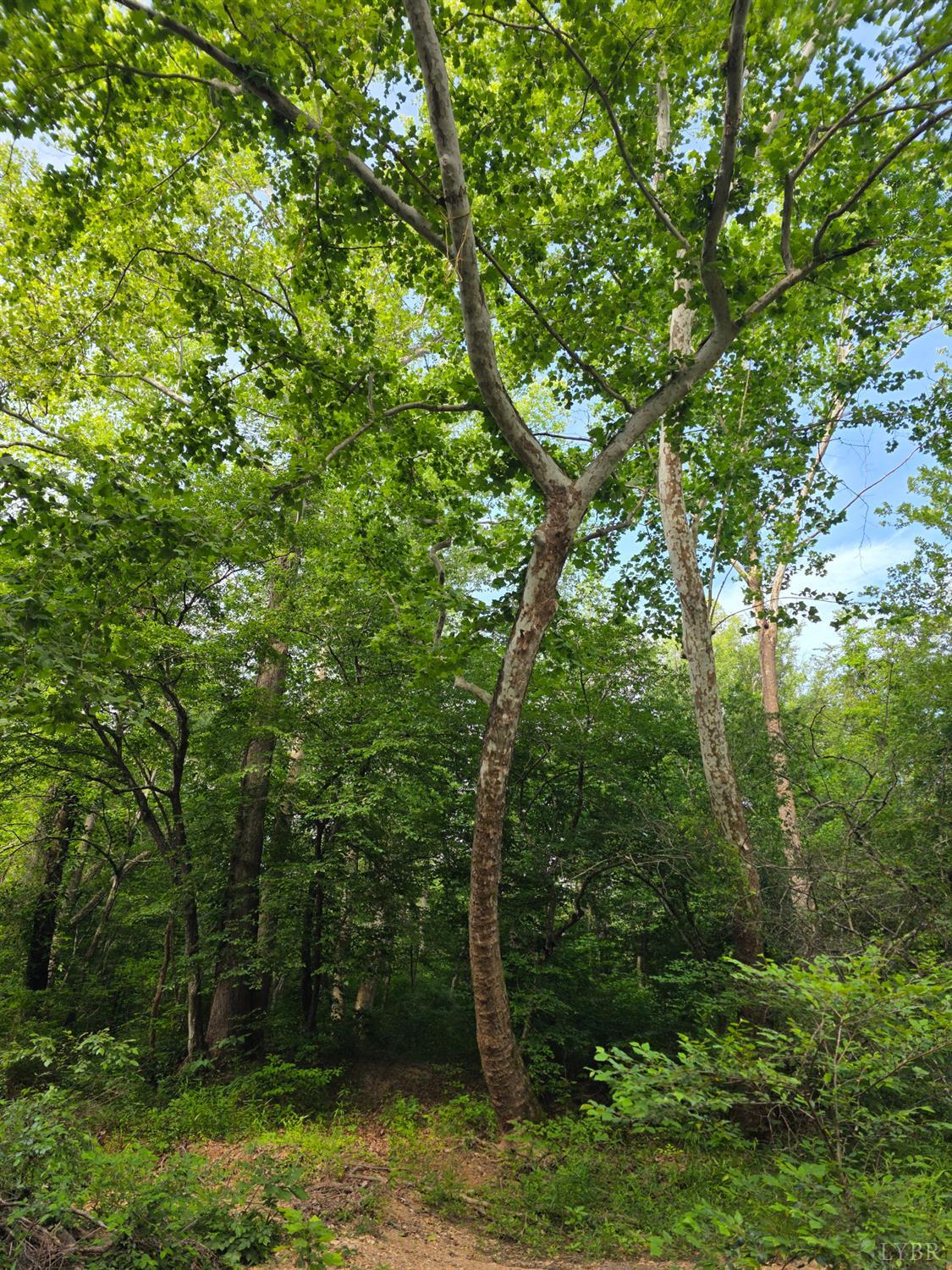 1408 Coleman Mountain Road Appomattox, VA 24522 - Photo 76 of 85