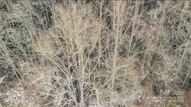 a close up of a plant