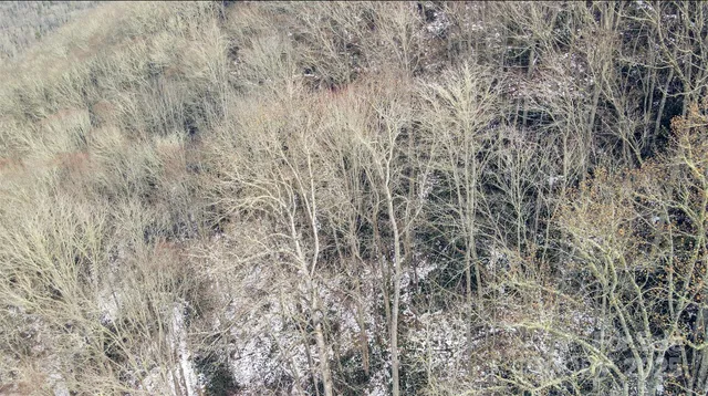 a close up of a plant in a forest