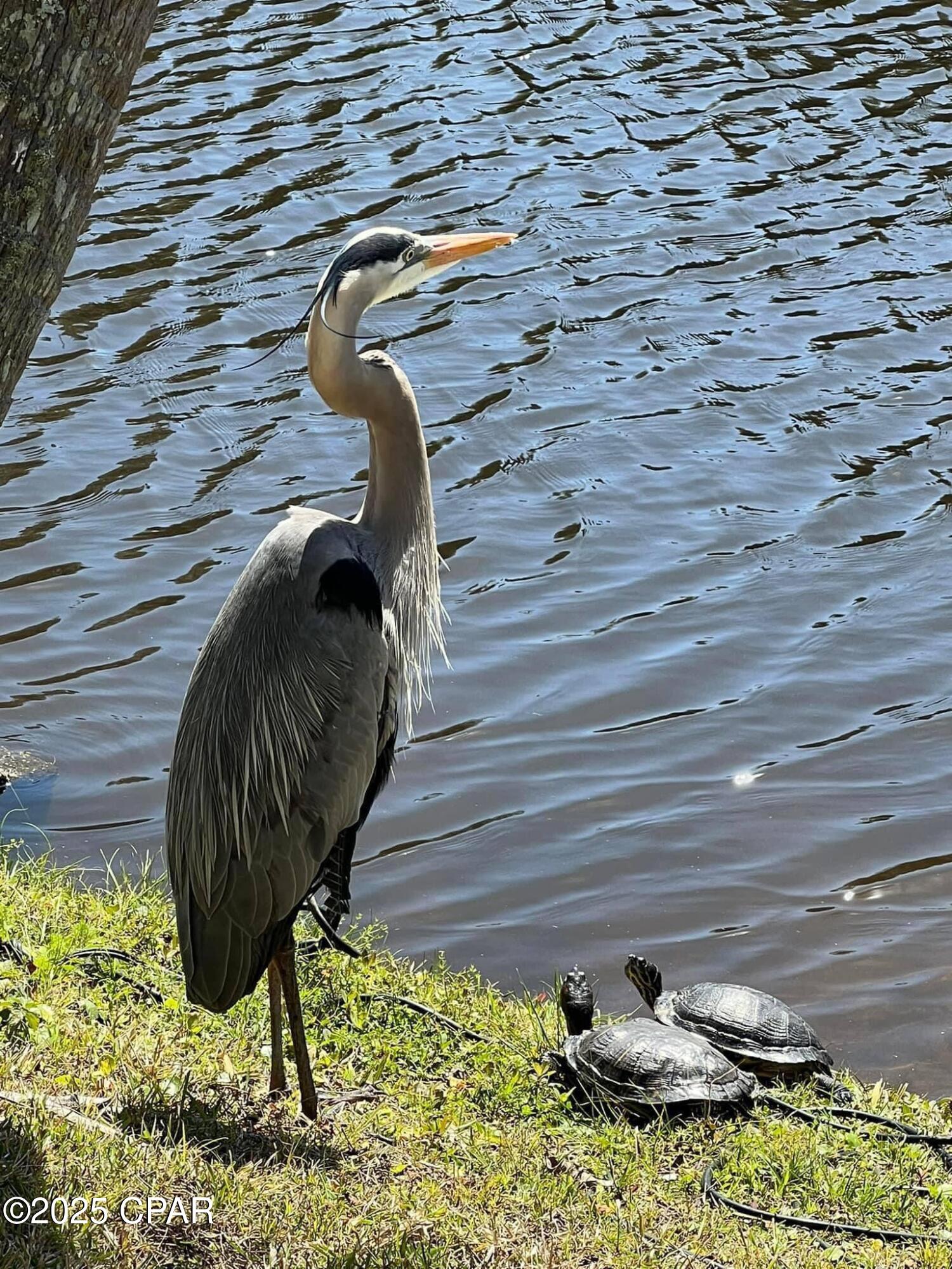17462 Front Beach Road, Unit 56201 Panama City Beach, FL 32413 - Photo 49 of 54