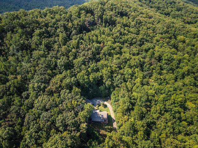 a close up of a plant in a garden