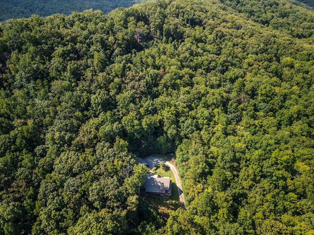 209 Stavanger Road Morganton, GA 30560 - Photo 35 of 39 a close up of a plant in a garden