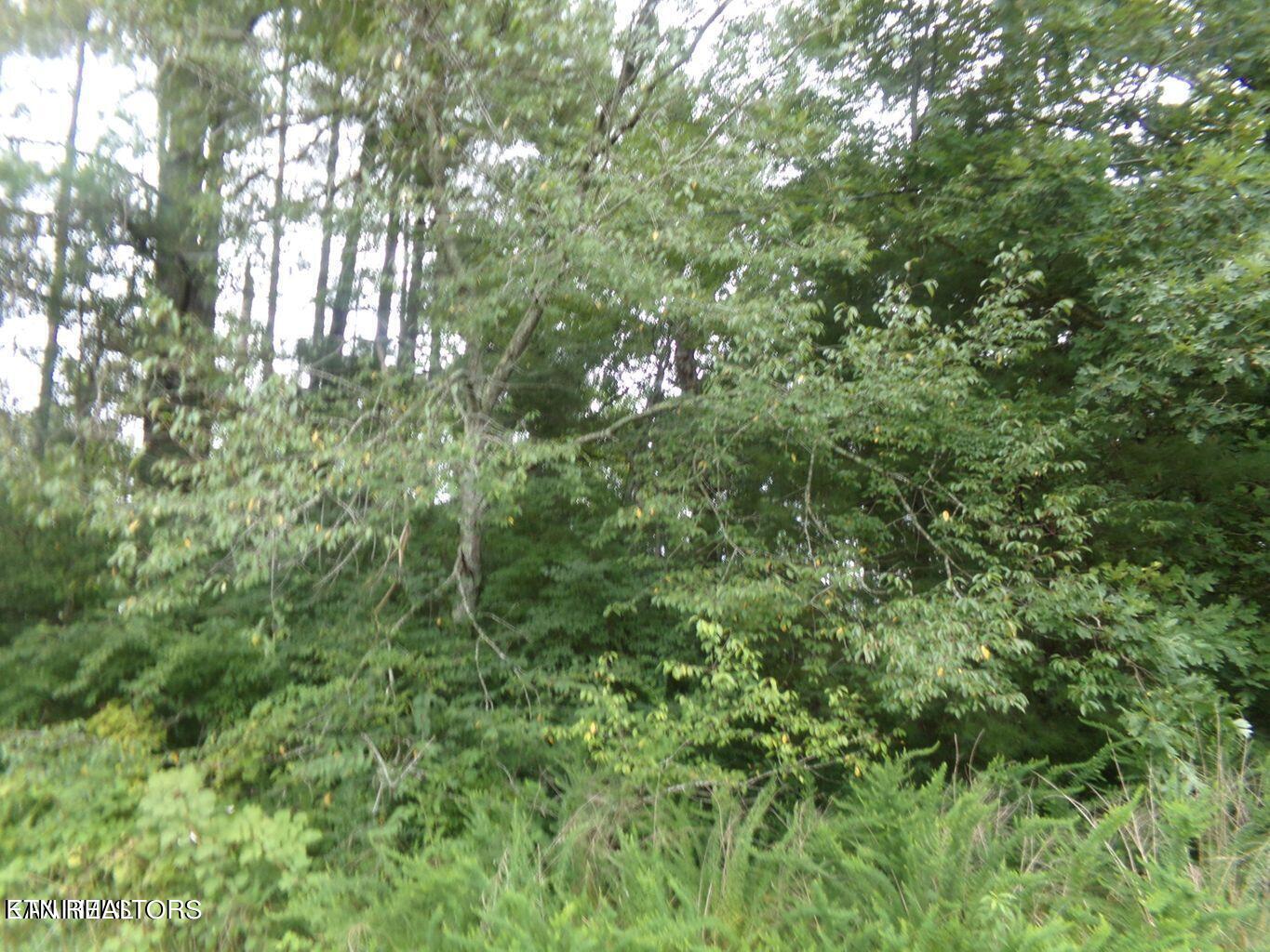 5018 Beaver Road Crossville, TN 38572 - Photo 2 of 4 Wooded Lot