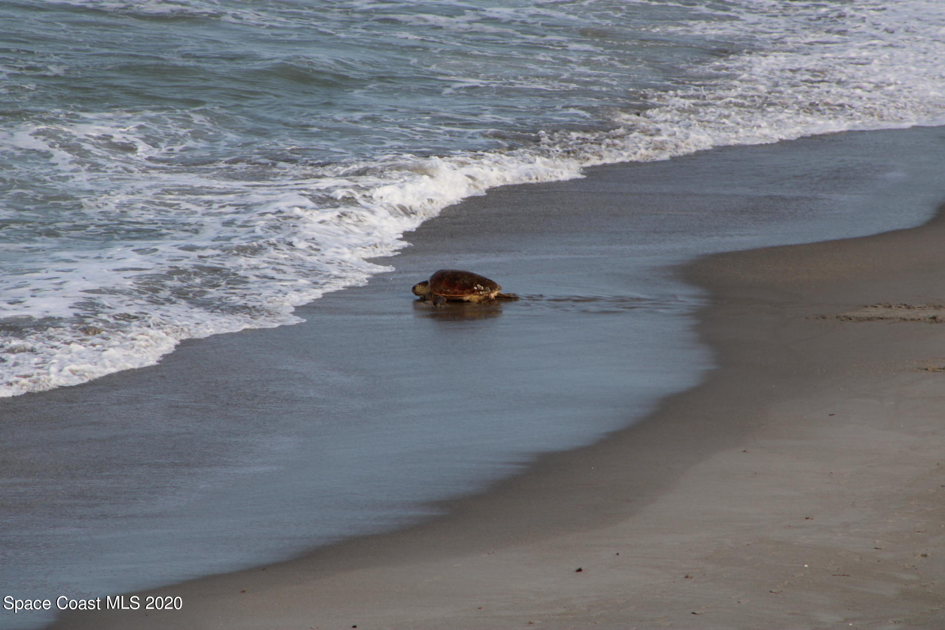 1025 Florida A1A, Unit 804 Satellite Beach, FL 32937 - Photo 48 of 49 Turtles