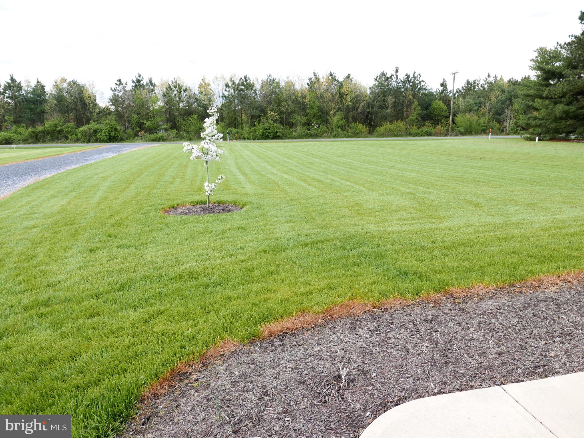 27980 Substation Road Denton, MD 21629 - Photo 7 of 48 Another view of the front yard & green grass.