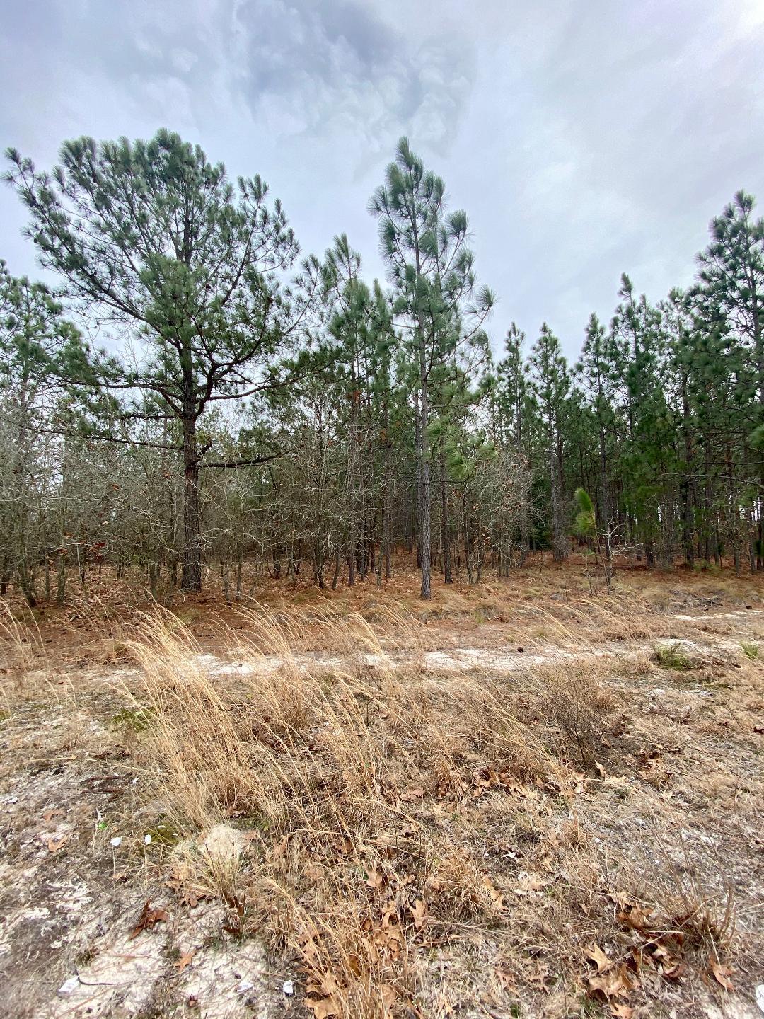 Tbd Hamer Mill Road Rockingham, NC 28379 - Photo 3 of 3 3