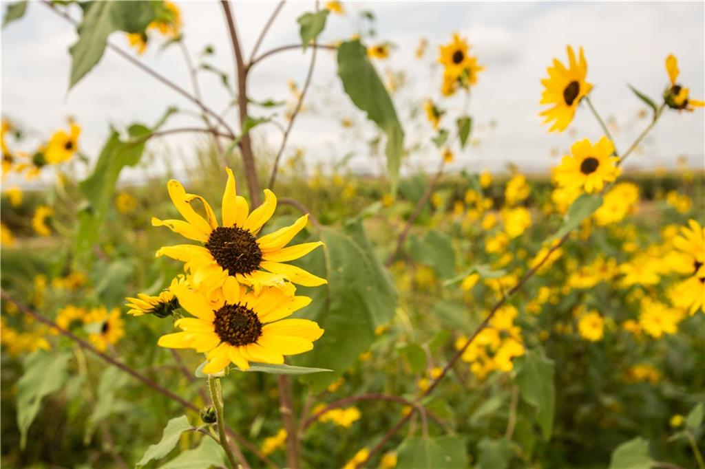 270th Avenue Watson, MO 64496 - Photo 43 of 53