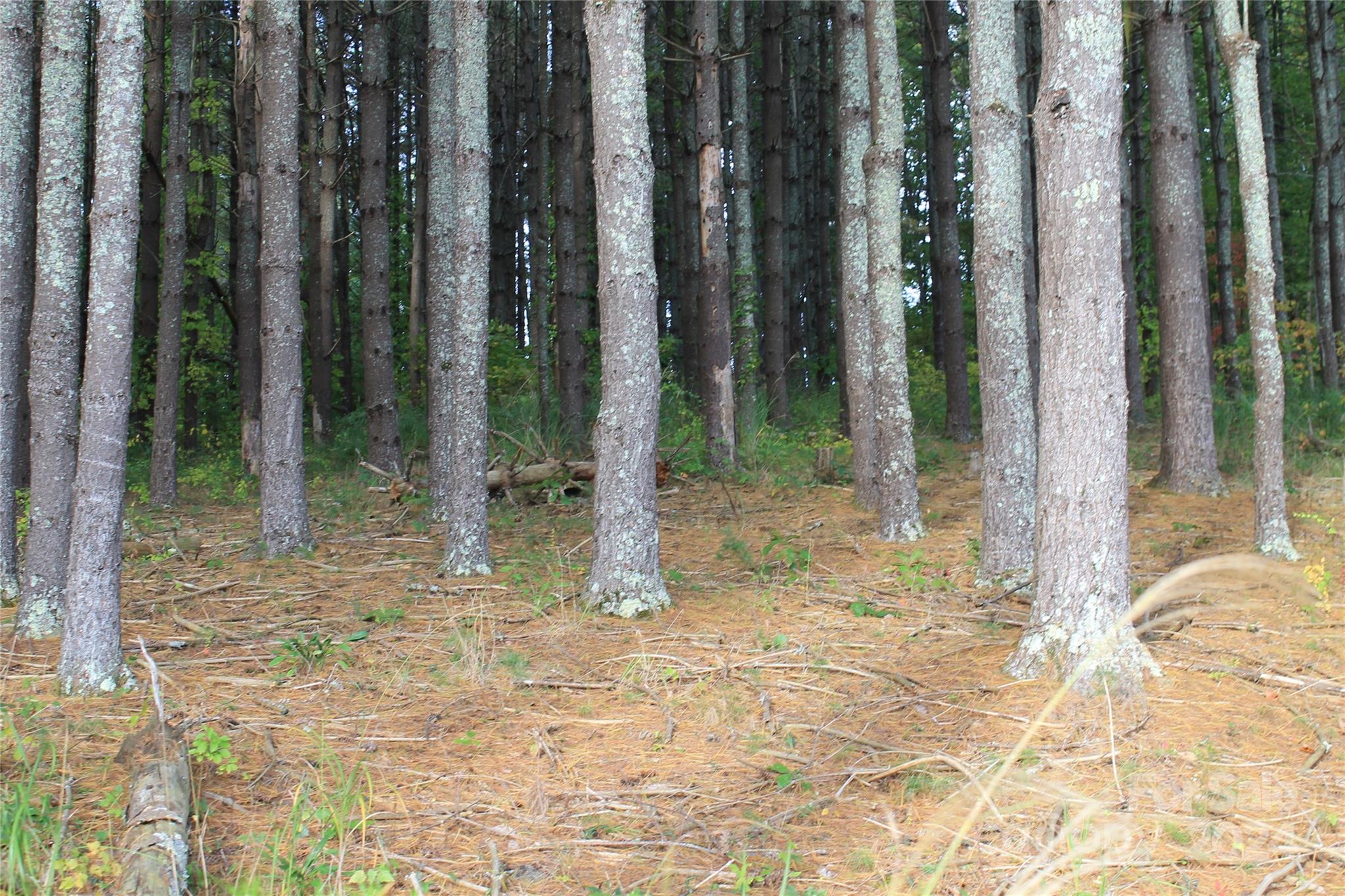 935 Calvin Edney Road Mars Hill, NC 28754 - Photo 11 of 32 Gallery Image 11
