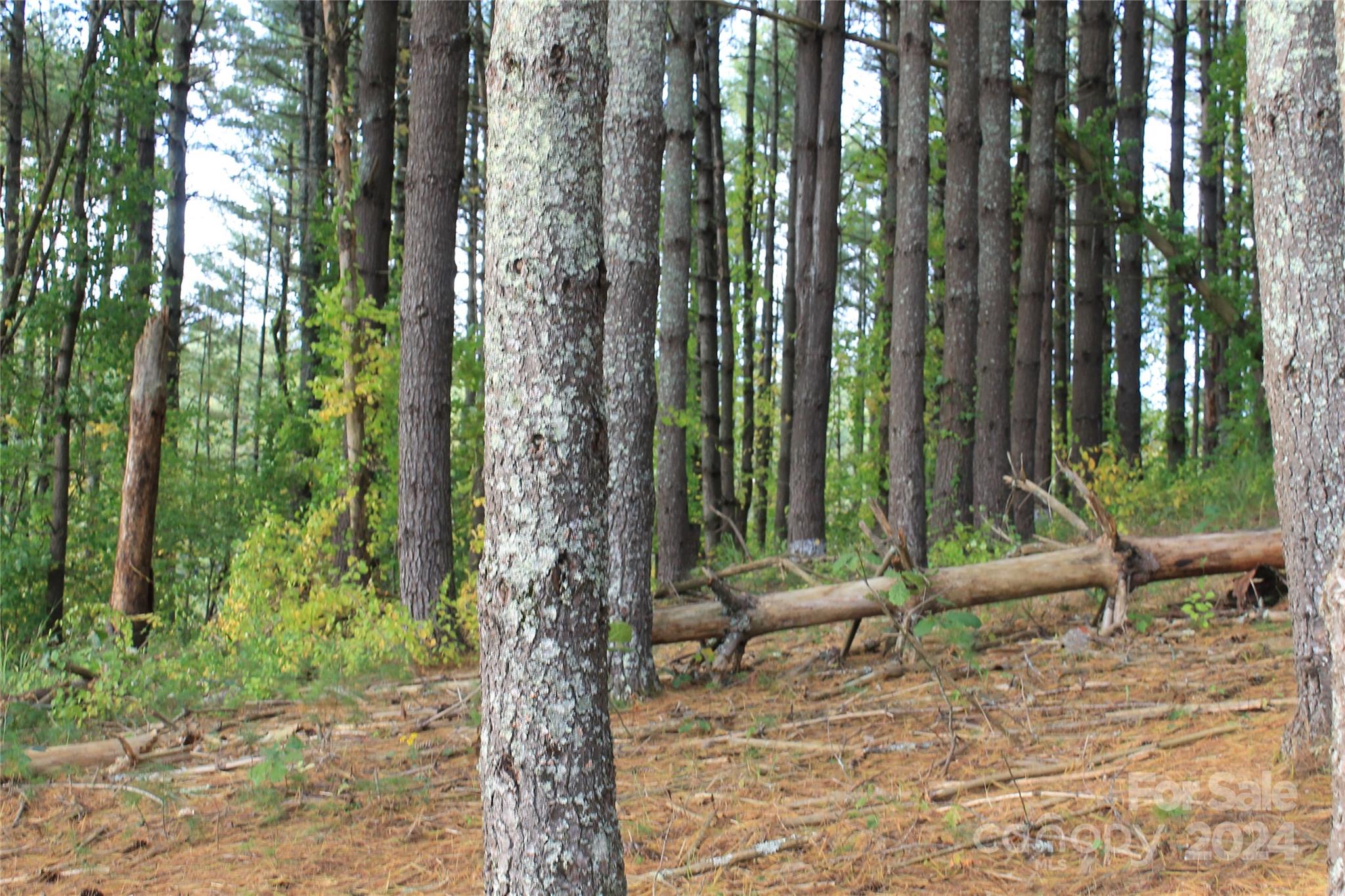 935 Calvin Edney Road Mars Hill, NC 28754 - Photo 12 of 32 Gallery Image 12