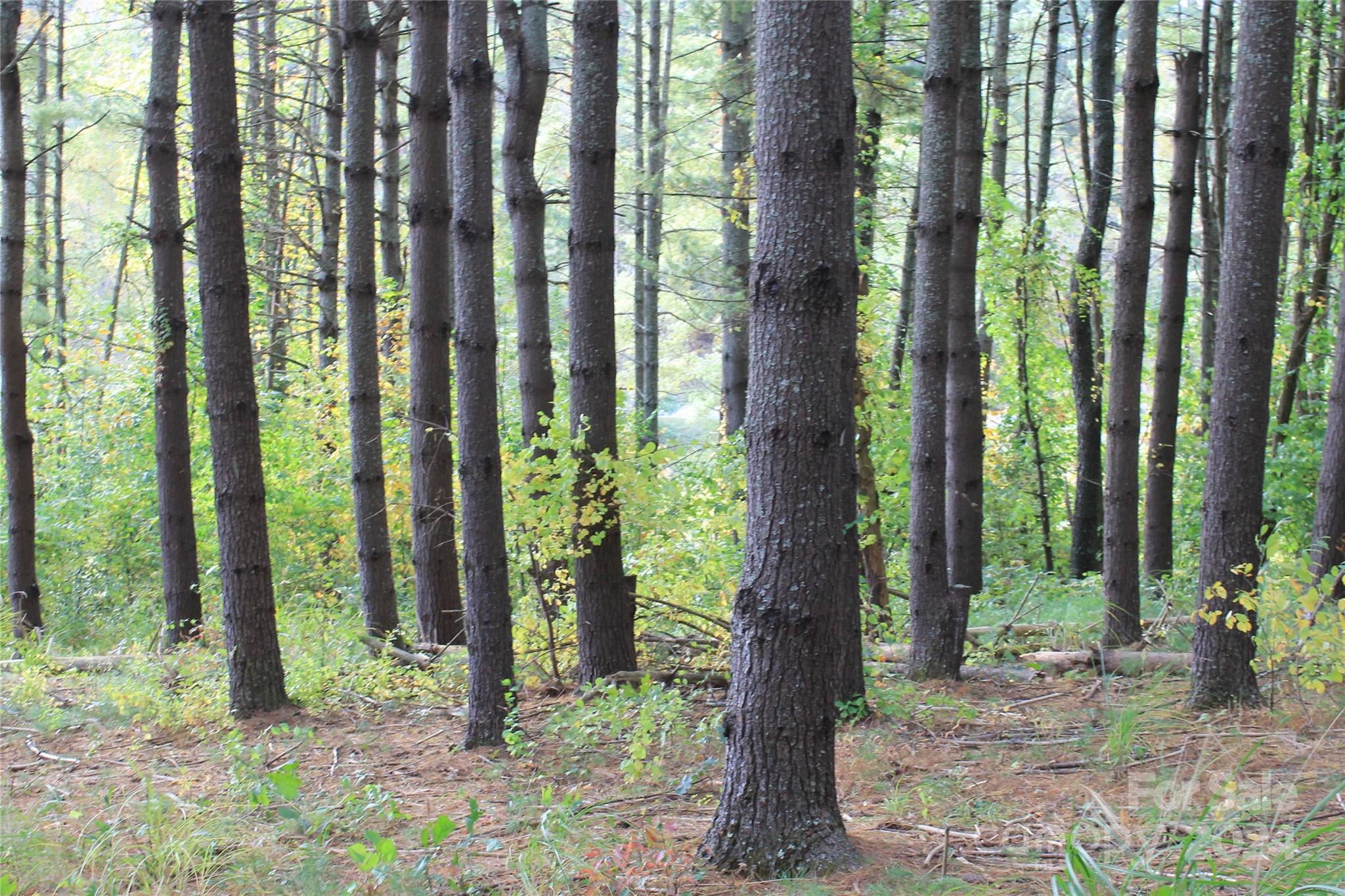 935 Calvin Edney Road Mars Hill, NC 28754 - Photo 14 of 32 Gallery Image 14