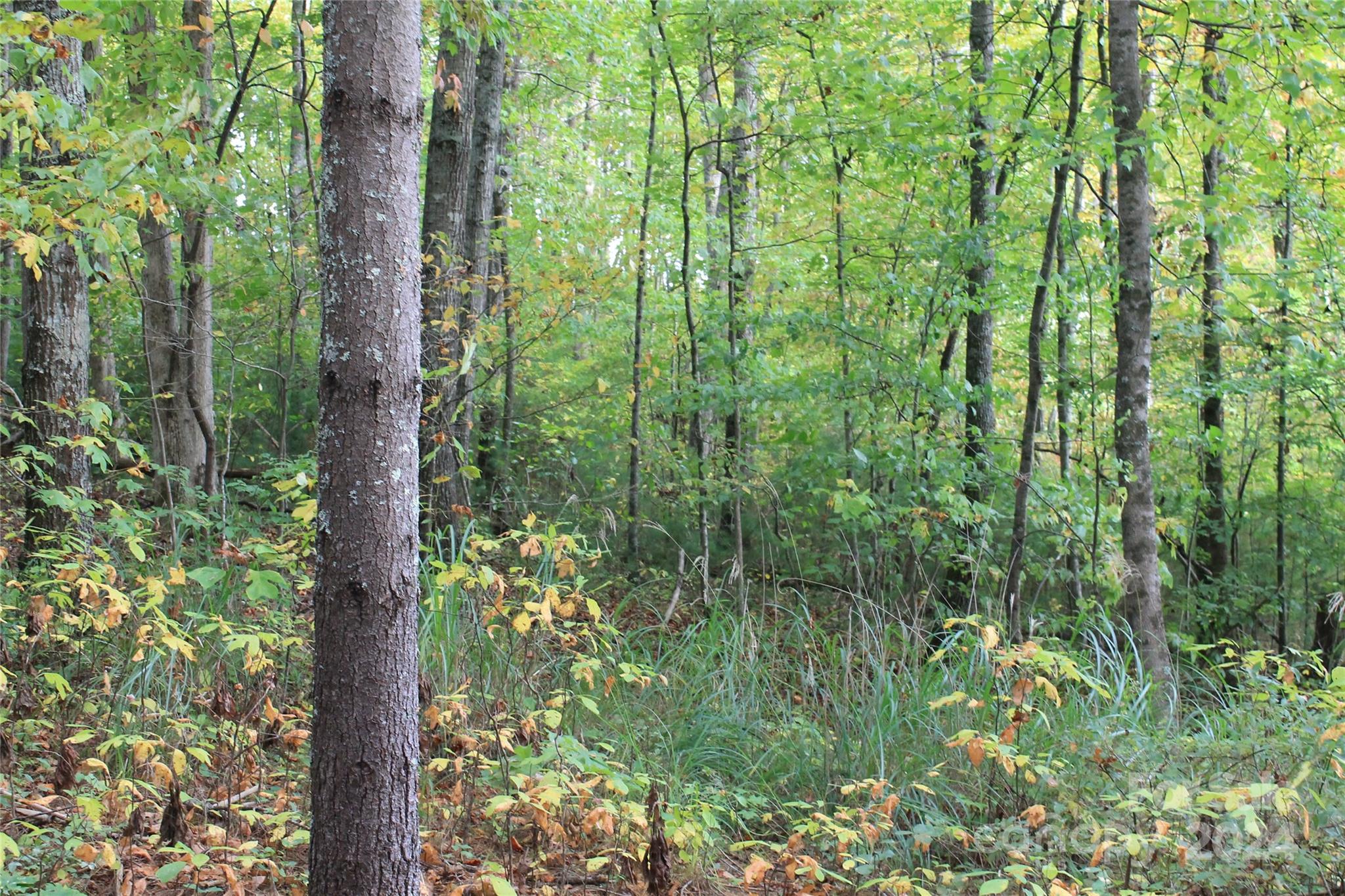 935 Calvin Edney Road Mars Hill, NC 28754 - Photo 15 of 32 Gallery Image 15