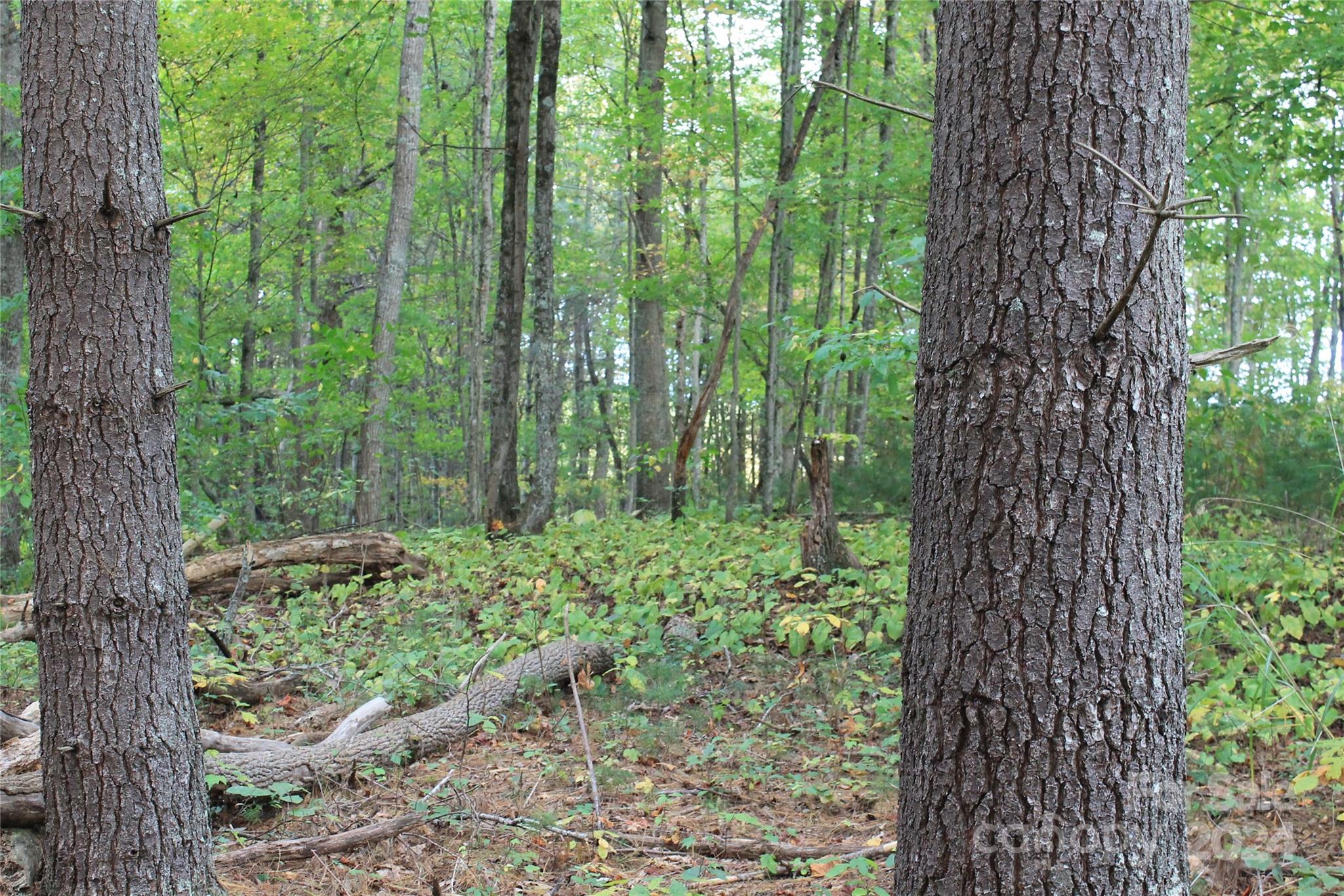935 Calvin Edney Road Mars Hill, NC 28754 - Photo 17 of 32 Gallery Image 17