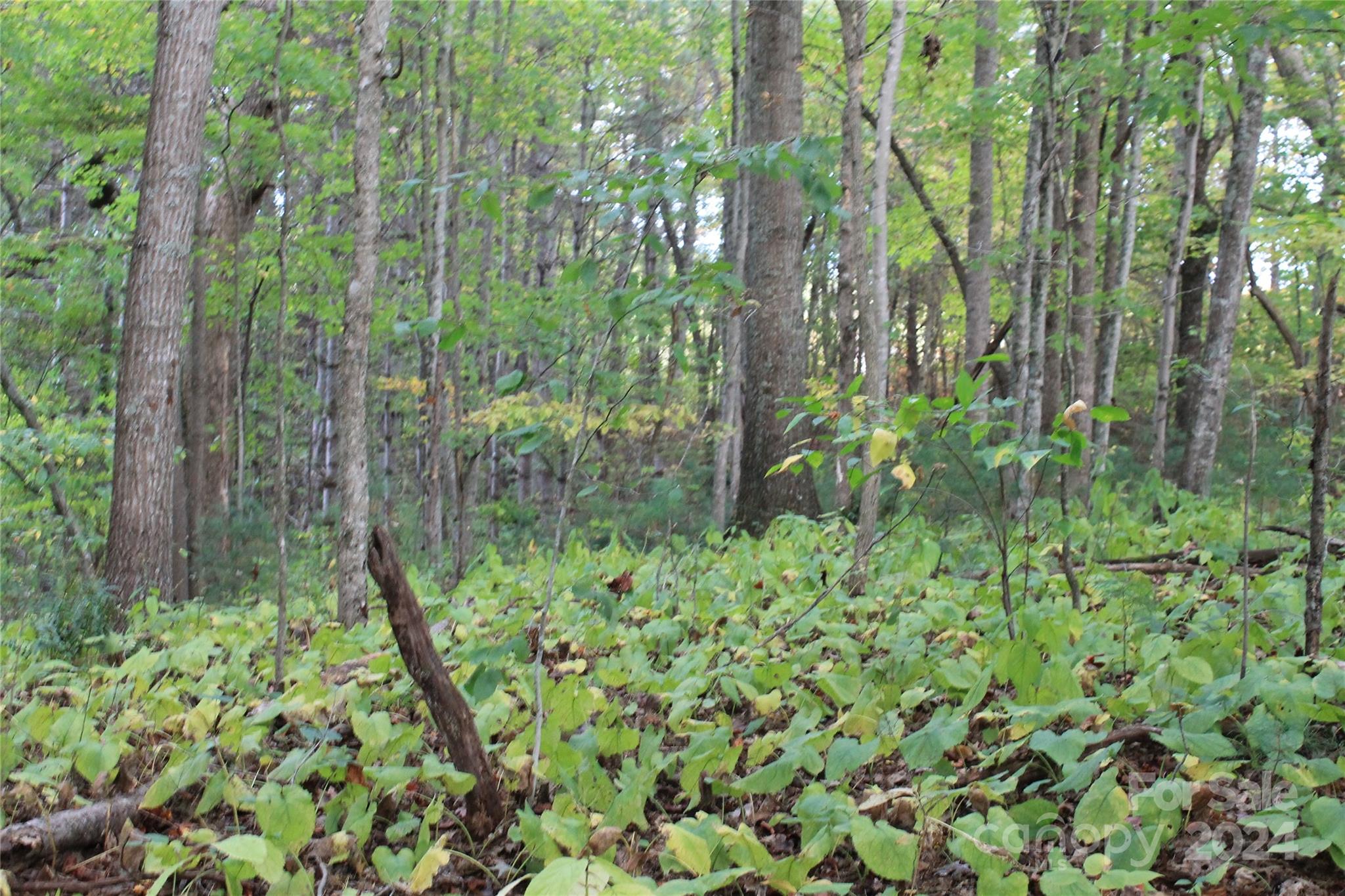 935 Calvin Edney Road Mars Hill, NC 28754 - Photo 19 of 32 Gallery Image 19
