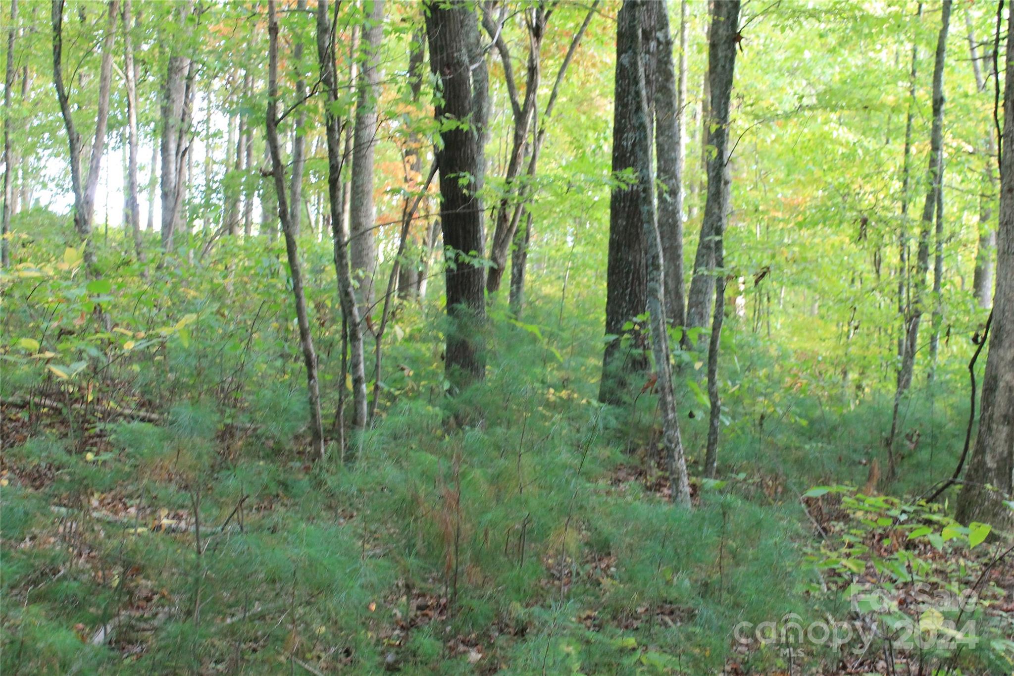 935 Calvin Edney Road Mars Hill, NC 28754 - Photo 20 of 32 Gallery Image 20
