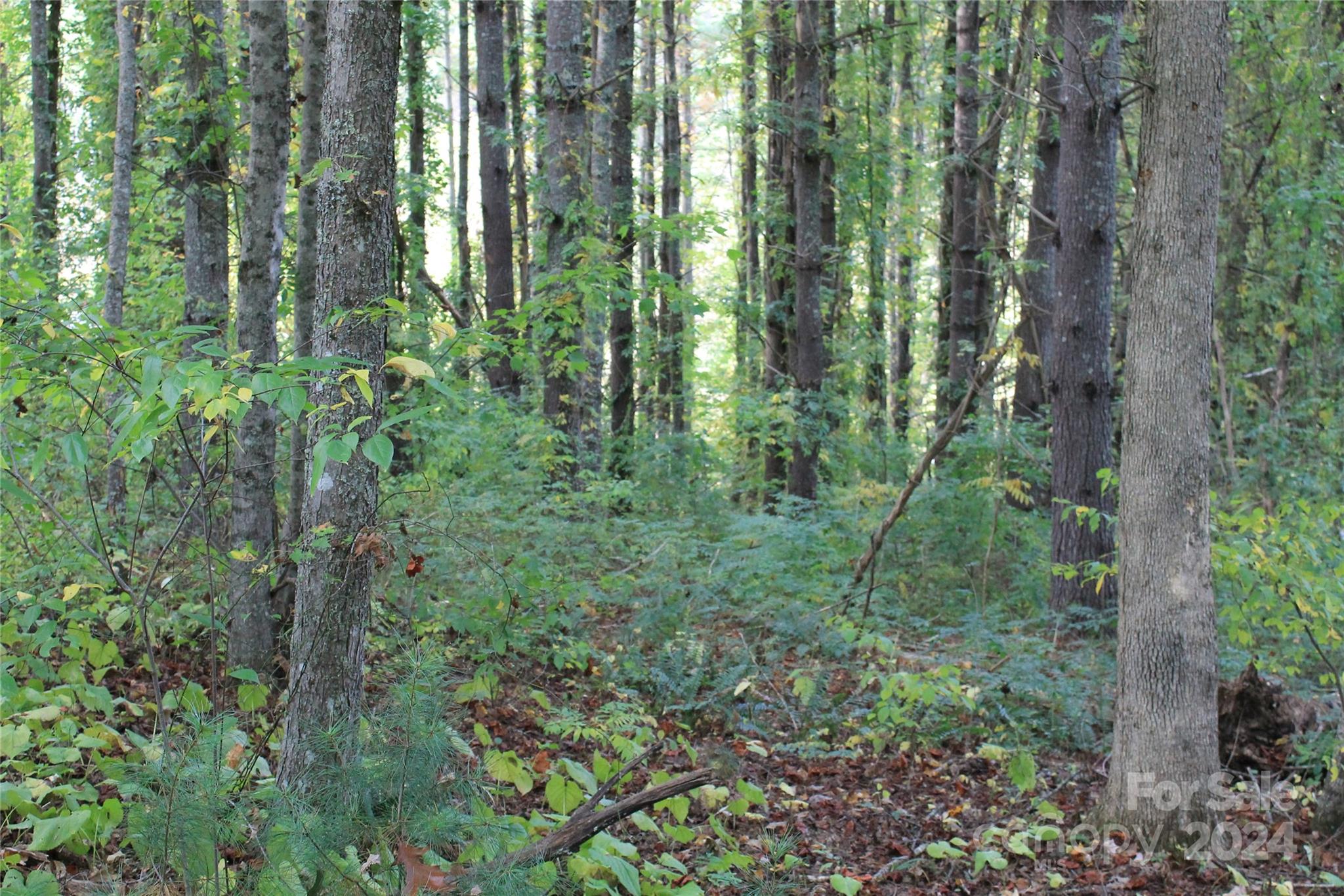 935 Calvin Edney Road Mars Hill, NC 28754 - Photo 21 of 32 Gallery Image 21