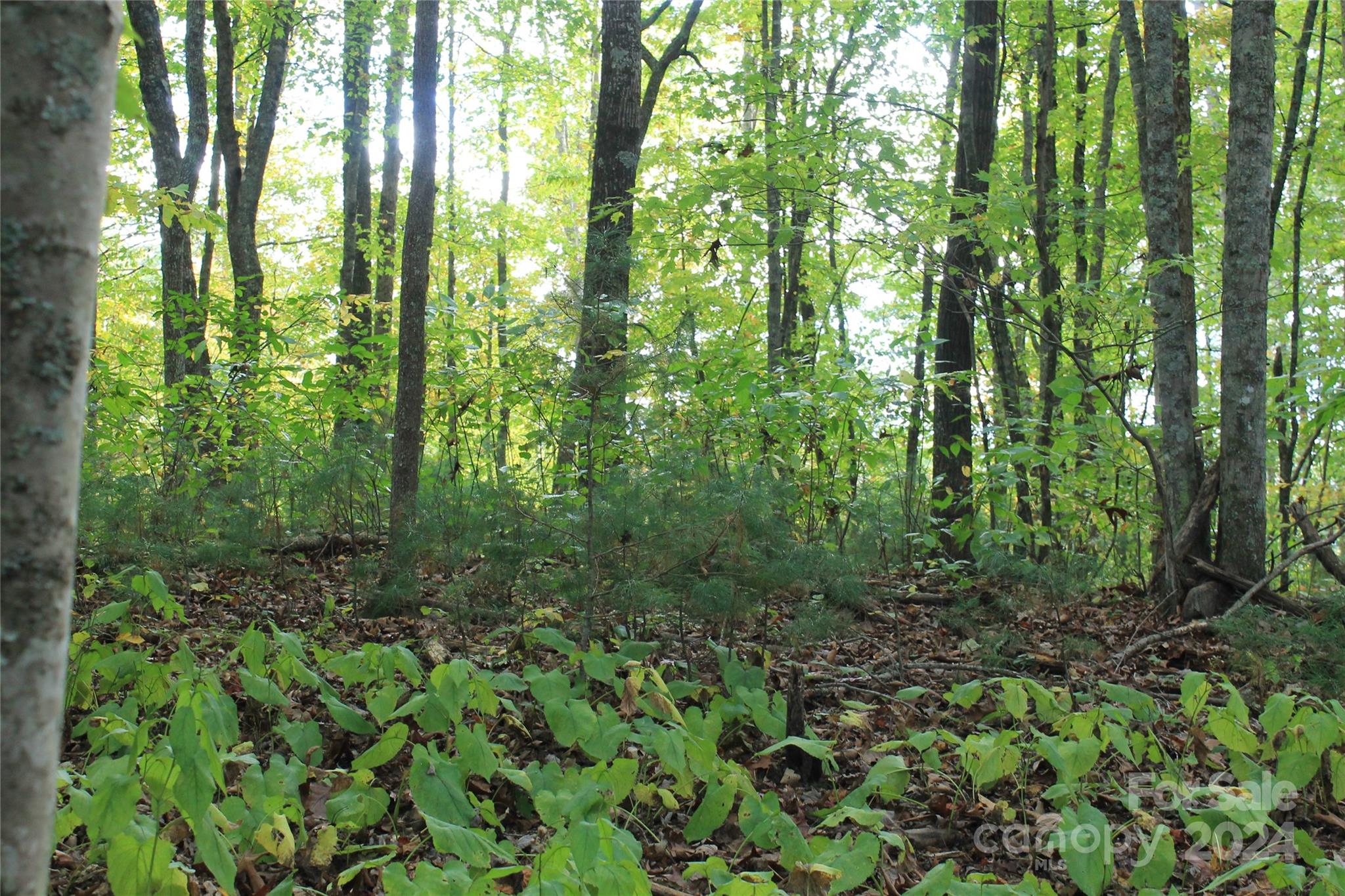935 Calvin Edney Road Mars Hill, NC 28754 - Photo 23 of 32 Gallery Image 23