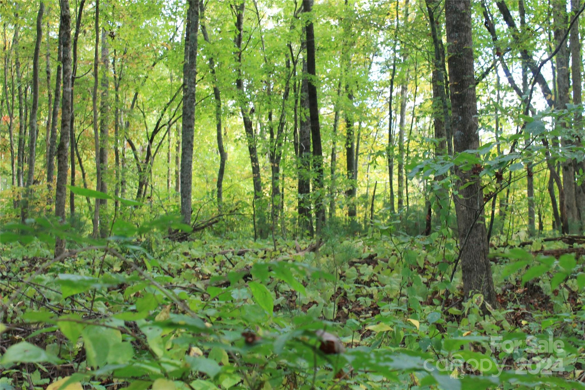 935 Calvin Edney Road Mars Hill, NC 28754 - Photo 24 of 32 Gallery Image 24