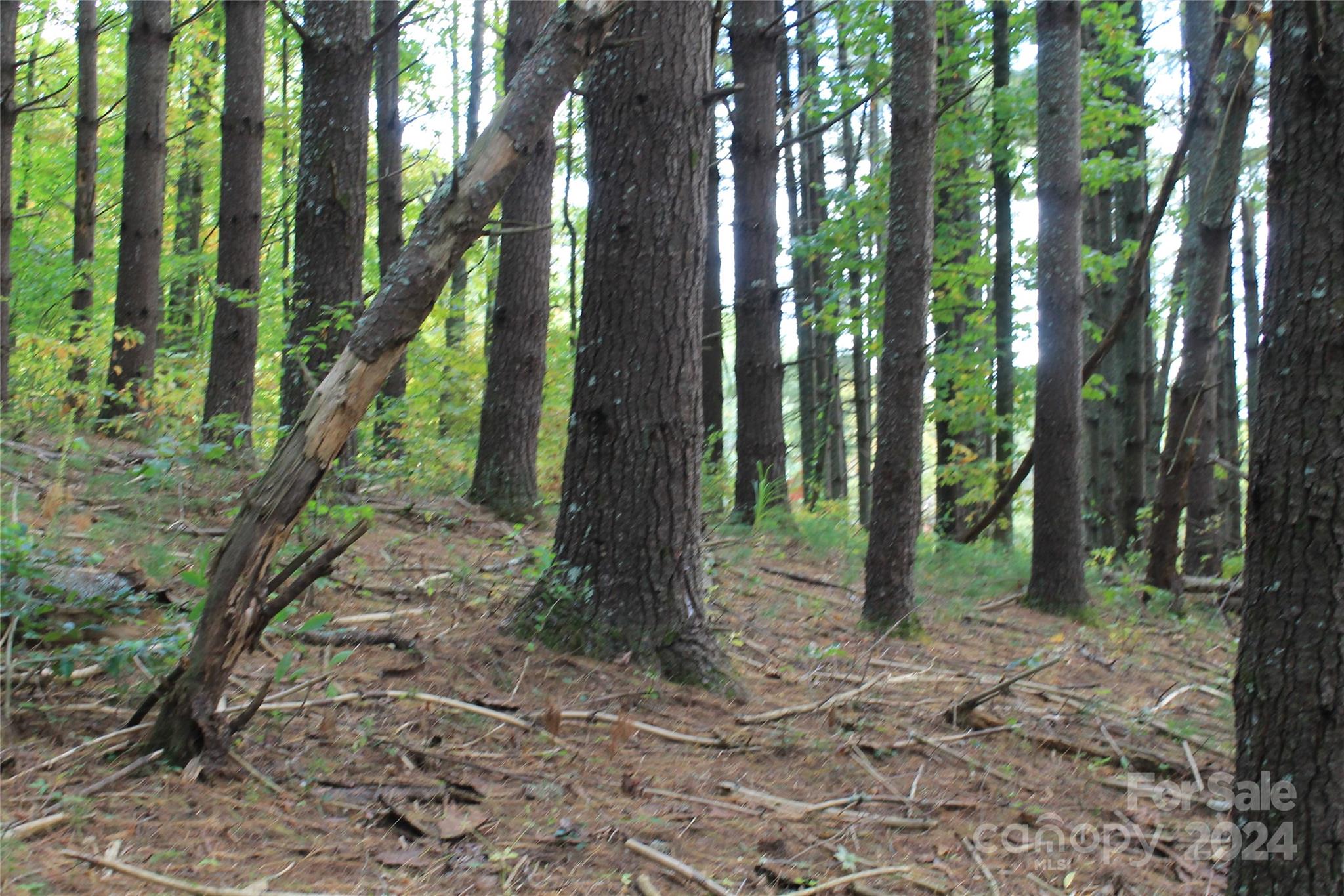 935 Calvin Edney Road Mars Hill, NC 28754 - Photo 25 of 32 Gallery Image 25