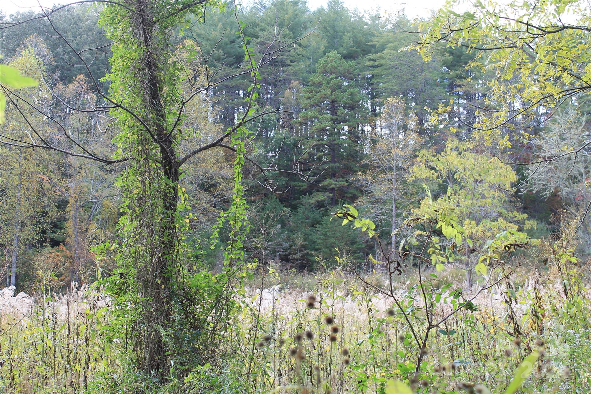 935 Calvin Edney Road Mars Hill, NC 28754 - Photo 5 of 32 Gallery Image 5