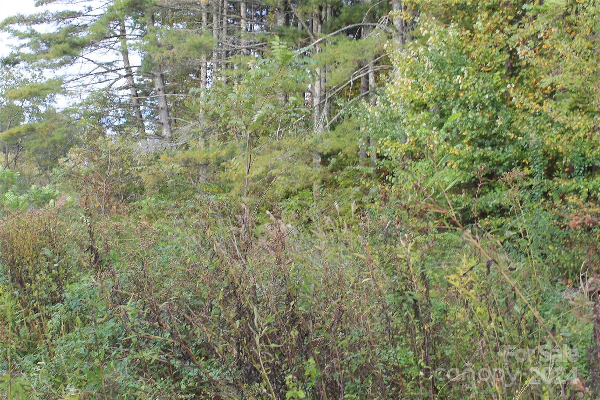 935 Calvin Edney Road Mars Hill, NC 28754 - Photo 8 of 32 Gallery Image 8