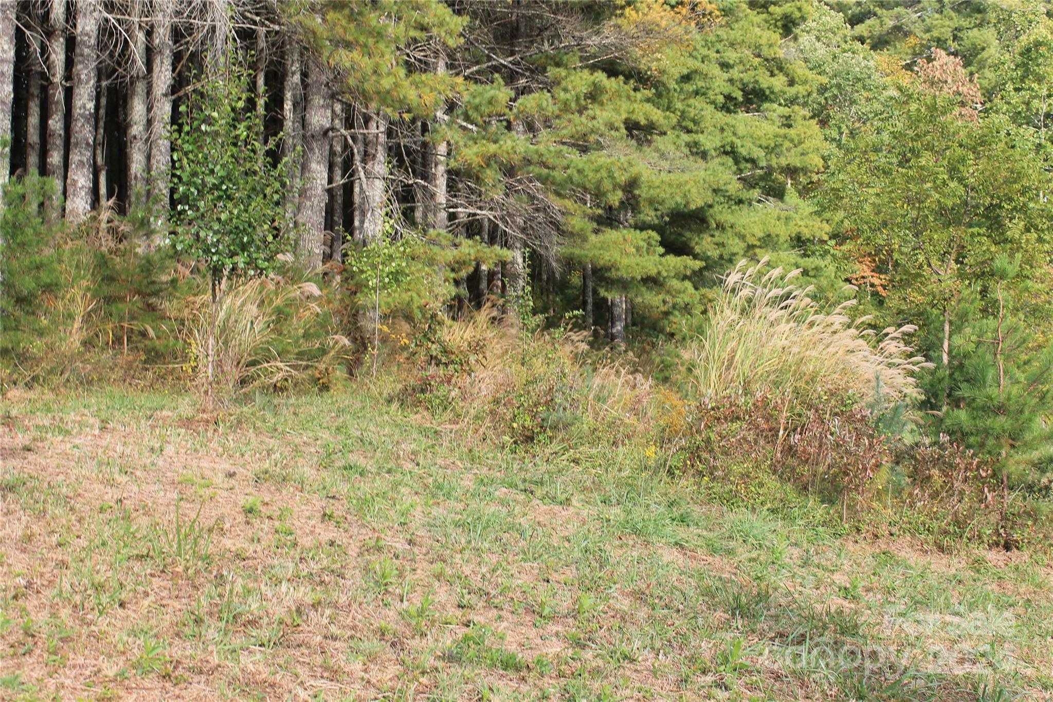935 Calvin Edney Road Mars Hill, NC 28754 - Photo 10 of 32 Gallery Image 10