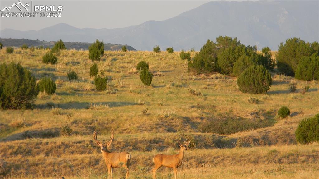 6670 Zercher Road Beulah, CO 81023 - Photo 33 of 41 a view of swimming pool and mountain