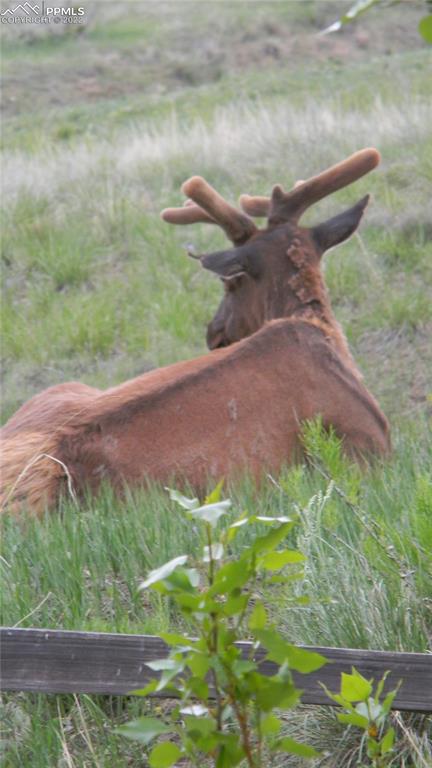 6670 Zercher Road Beulah, CO 81023 - Photo 34 of 41 a view of a garden with an outdoor space